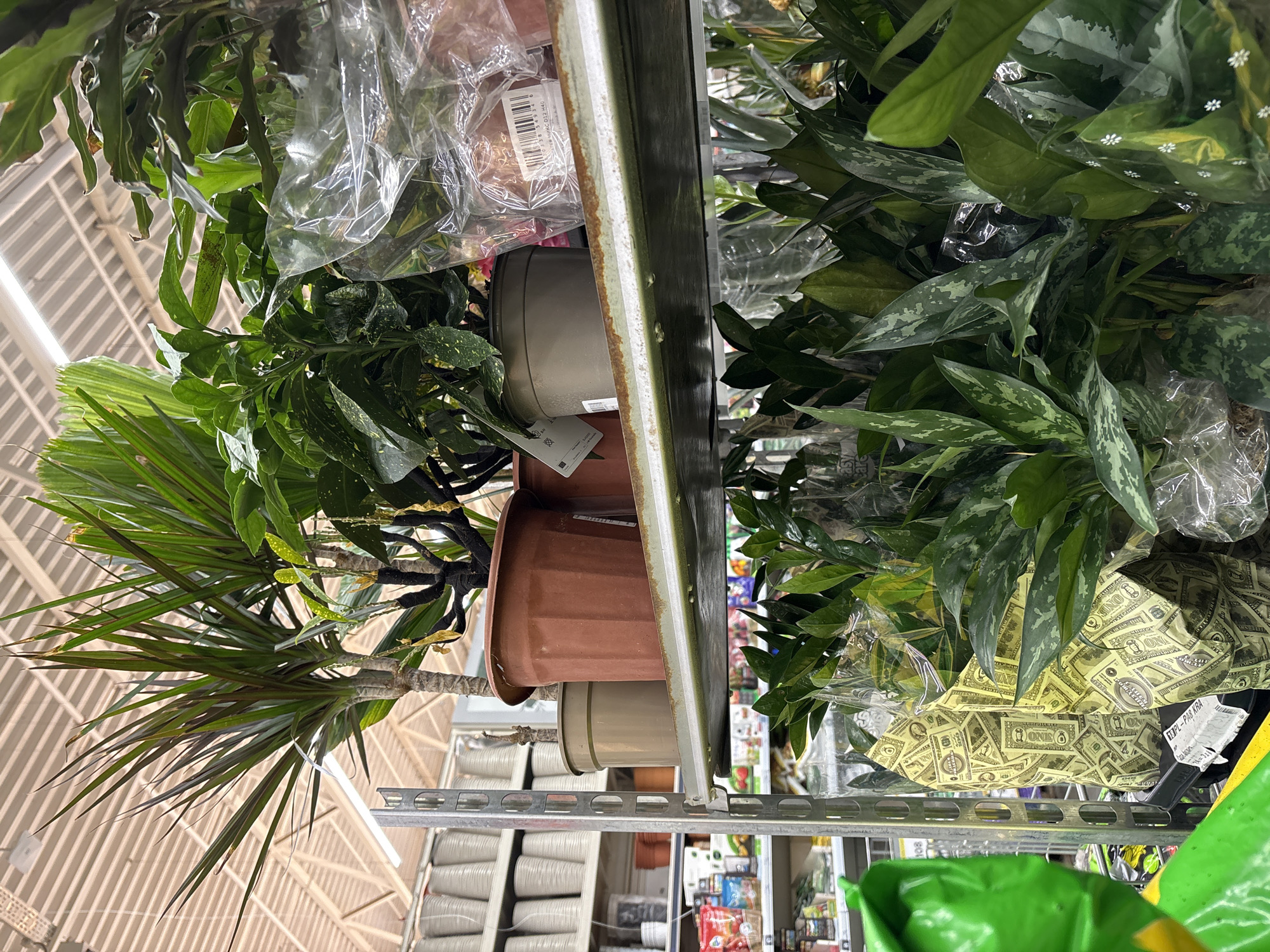 The image shows a view from below looking up at a shelf in what appears to be a retail store. The shelf is made of metal and is displaying various potted plants, some of which are wrapped in clear plastic and decorative paper with a dollar bill print. Below the shelf, there are bags of potting soil and other retail items visible. The location appears to be indoors, with fluorescent lighting illuminating the scene. There is no indication that this location is specifically in Krasnoyarsk, Russia.