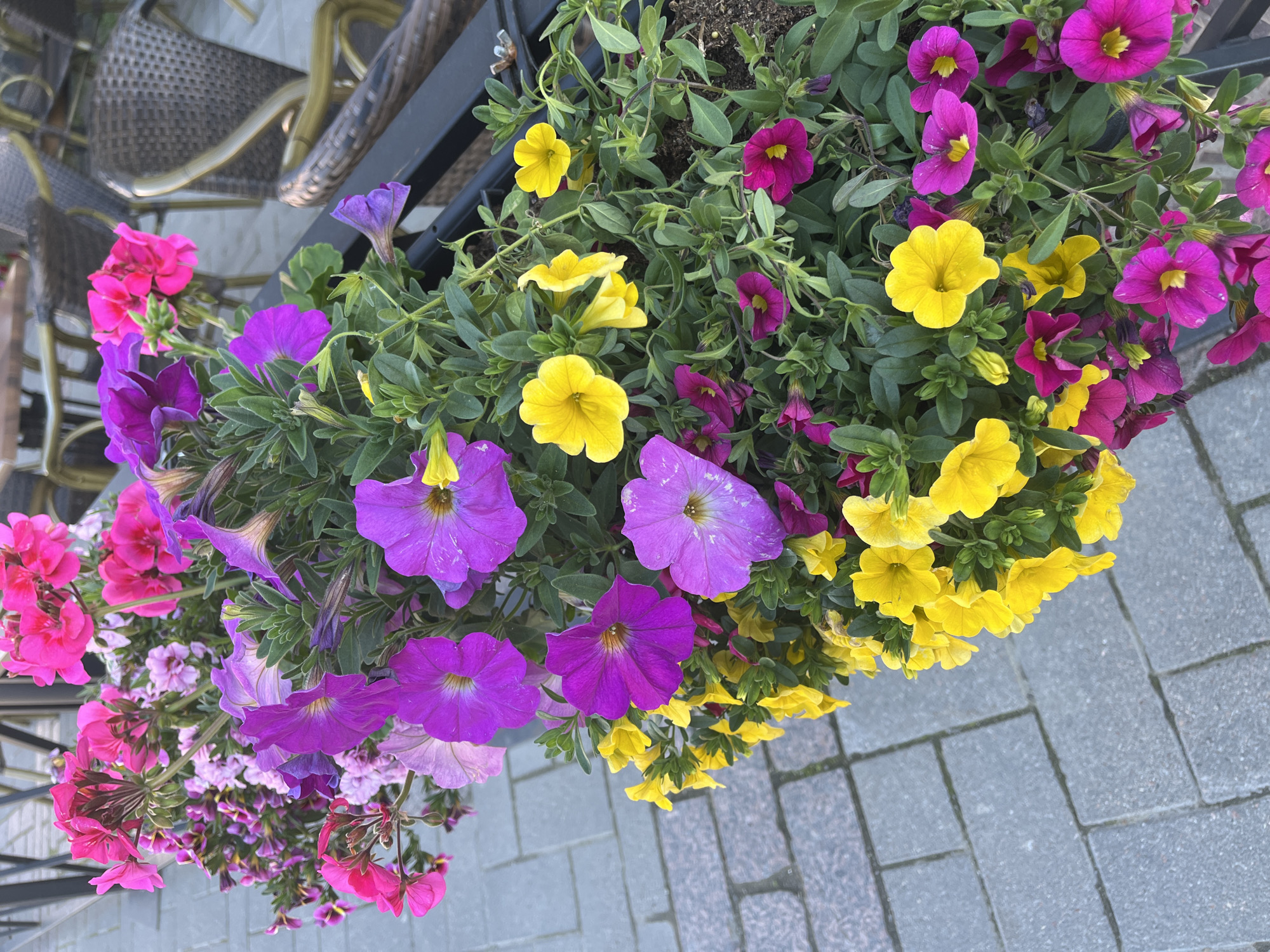 A close-up, high-angle shot features a planter box filled with a vibrant assortment of flowers, including pink petunias, purple petunias, and yellow calibrachoa. The flowers are in full bloom, with their petals gracefully unfurling. The planter box is placed on a paved area with grey rectangular stones, characteristic of many outdoor spaces in the city of Oulu, Finland. In the background, blurred wicker chairs and tables suggest a cafe or restaurant setting, common in Oulu's city center, particularly along the pedestrian-friendly streets. The lighting suggests it is daytime, with soft natural light illuminating the colorful blooms. There are no people visible in the frame.