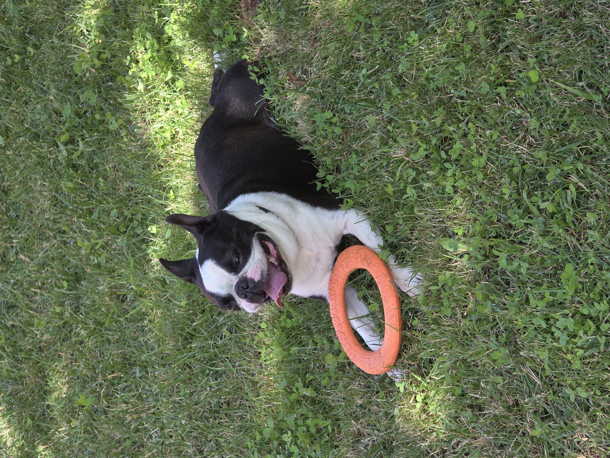 A Boston Terrier dog is lying on a grassy lawn with an orange ring toy in front of it. The dog is black and white with its tongue hanging out. The grass is green and lush, with some clover mixed in. The scene appears to be in a park or backyard in Voluntari, Romania, as indicated by the presence of the dog and the typical urban greenery. The lighting suggests it is daytime, with dappled sunlight filtering through unseen trees.