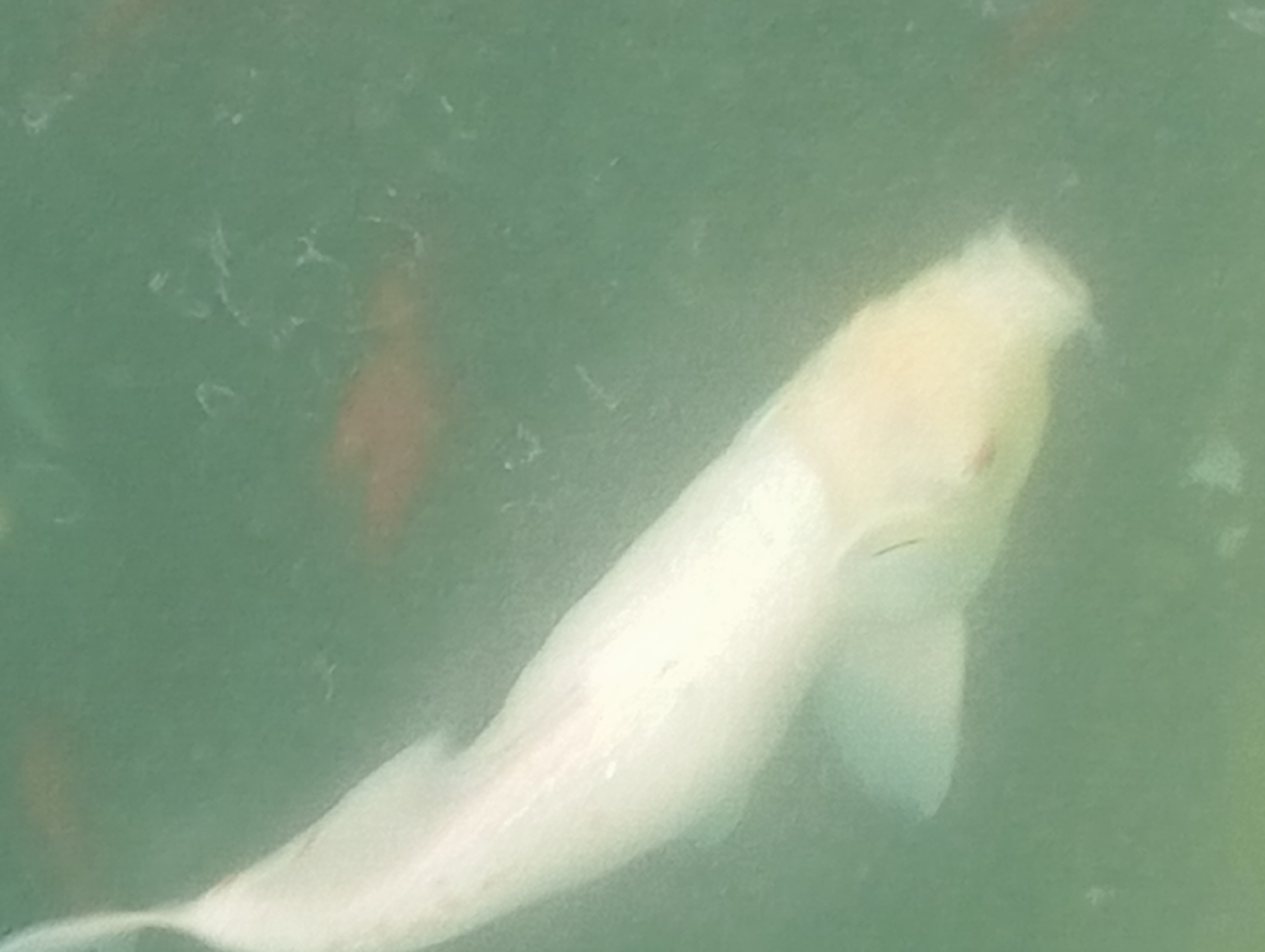 An albino koi fish swims in murky green water. The fish is oriented diagonally, with its head facing the bottom right of the frame and its tail extending towards the top left. Its body is a pale, creamy white with a slight yellowish tint. The water appears to have debris floating on its surface and suspended within it. The overall image has a soft, slightly blurred quality. The exact location in Nitra, Slovakia, cannot be determined from the image alone.