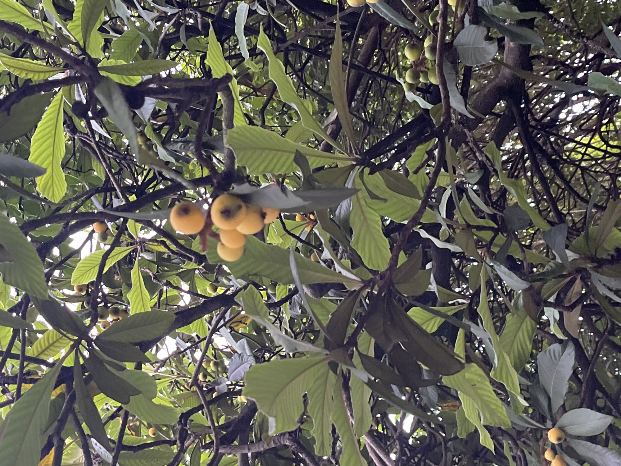 This is a close-up, low-angle shot looking up into the branches of a tree laden with loquats. The fruits are small, round, and yellowish-orange, some clustered together. They are interspersed with the tree's foliage, which consists of large, leathery, dark green leaves, some appearing slightly ruffled or damaged. The branches are dark brown and twisted, forming a dense canopy through which dappled sunlight filters, creating a play of light and shadow. The overall impression is one of abundant growth, with the fruits hinting at a harvest season. The image conveys a sense of natural abundance and the quiet beauty of a fruit-bearing tree. There is no text visible in the image. The setting appears to be outdoors, likely in a garden or orchard, given the presence of fruit-bearing trees. The time of day is indeterminate, but the lighting suggests it is daytime. The weather also appears to be fair.
