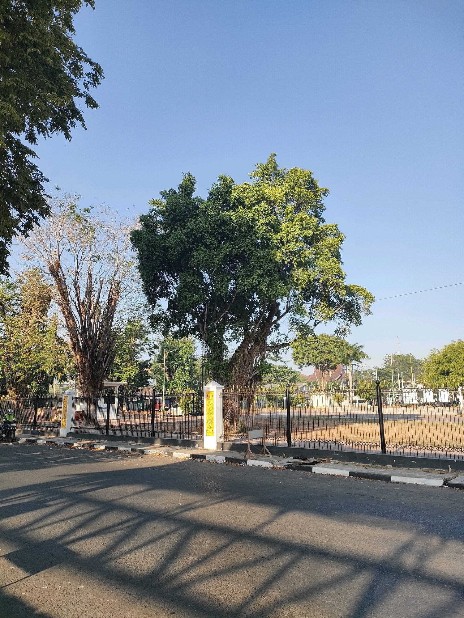 The image shows a street scene in Banjarmasin, Indonesia, on a clear, sunny day. In the foreground, a paved road with a curb and sidewalk is visible, with prominent shadows of a fence cast across it. A black metal fence with decorative white and yellow pillars marks the boundary of a park or public space.
Behind the fence, large trees dominate the scene. One tree on the left is bare of leaves, with a thick, gnarled trunk and branches. To its right, a large, leafy green tree stands prominently, its canopy dense with foliage. Further back, more trees and some low-lying structures are visible. In the background, a clear blue sky stretches above.
To the far left of the image, a person on a dark-colored motorcycle, wearing a light green jacket and helmet, is entering the scene from the left. The environment appears to be a public area, possibly a park or along the perimeter of a government building, given the fence and the presence of large trees. The overall impression is one of a calm, bright day in an urban outdoor setting.