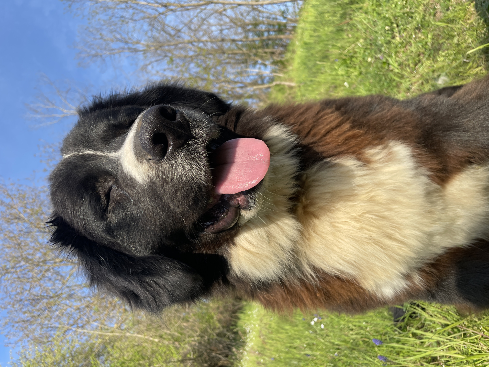 A close-up outdoor photograph captures a large, tri-color dog, likely a Bernese Mountain Dog or a similar breed, situated on a grassy surface. The dog's fur displays prominent patches of black, brown (rust/tan), and white. Its face is predominantly black with a distinct white muzzle and a wet, black nose. A large, pink tongue hangs out, conveying a joyful and relaxed expression, possibly indicating panting from exertion or warmth. One eye is visible, appearing partially closed, suggesting contentment or bright sunlight.
The setting is an outdoor, natural environment on a clear and sunny day. The foreground and background feature vibrant green grass dotted with small white and purple wildflowers. Blurred bare tree branches are visible against a bright blue sky in the background, suggesting a pleasant, warm day. The low-angle perspective emphasizes the dog's happy face looking upwards. This cheerful moment is captured in Zlatograd, Bulgaria. There is no visible text within the image.