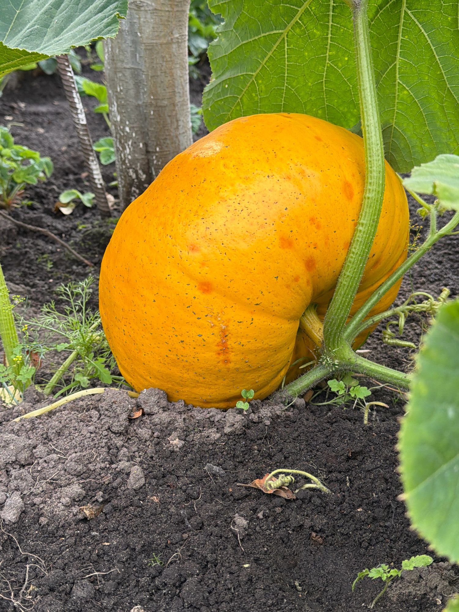 An orange pumpkin, dotted with small reddish-brown spots, rests on dark soil. The pumpkin is partially obscured by large, green leaves and a thick vine. A thin, grey tree trunk is visible in the background, alongside some green foliage and what appears to be a metal stake. The scene suggests a garden setting, possibly in Orekhovo-Zuyevo, Russia, given the context.