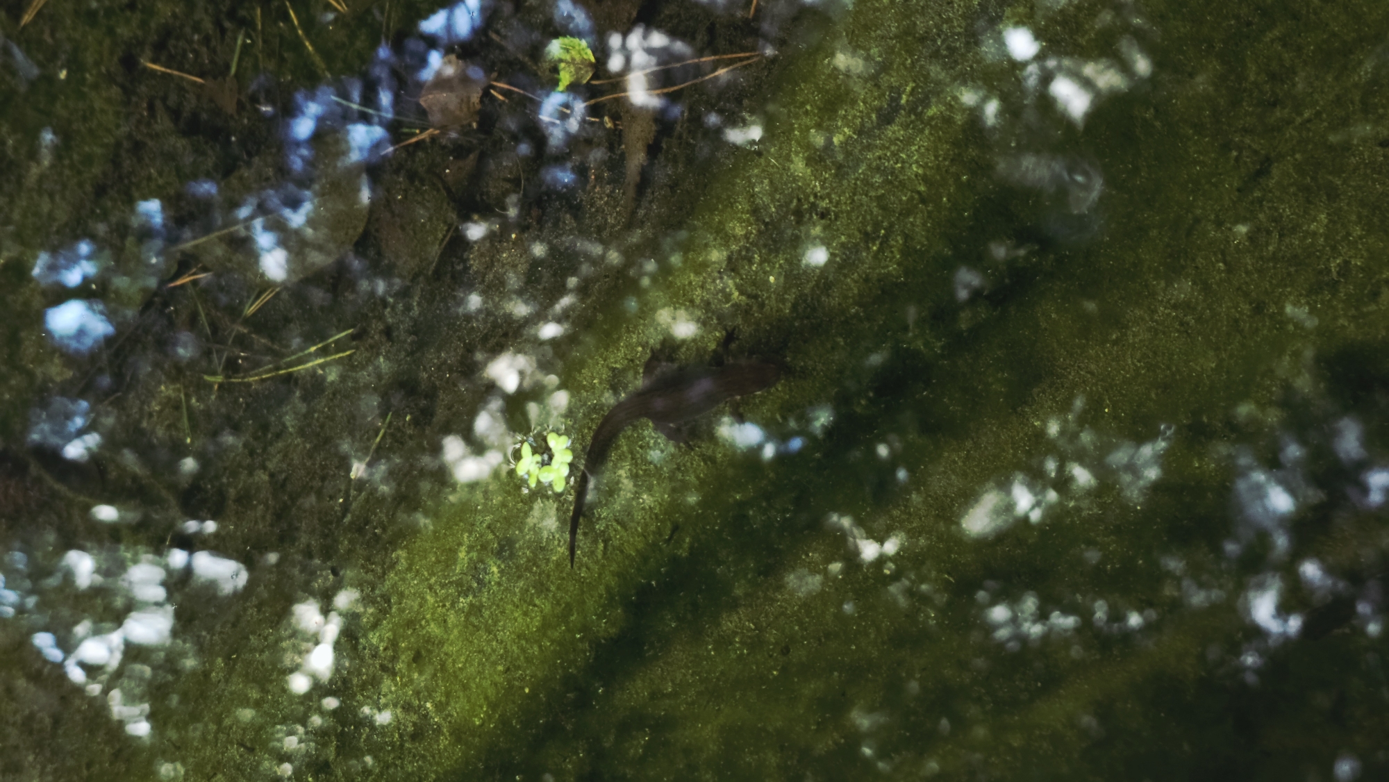 A dark-colored amphibian, possibly a salamander or newt, swims in shallow, murky green water. The water's surface reflects light and foliage from above, creating a dappled pattern. Small, green aquatic plants float on the surface near the amphibian. The amphibian is oriented horizontally and appears to be moving towards the left of the frame. The background consists of the murky waterbed, which is covered in algae. The overall scene suggests a natural aquatic environment, likely a pond or slow-moving stream. The image provides no context indicating the specific location within Il'inskiy, Russia.