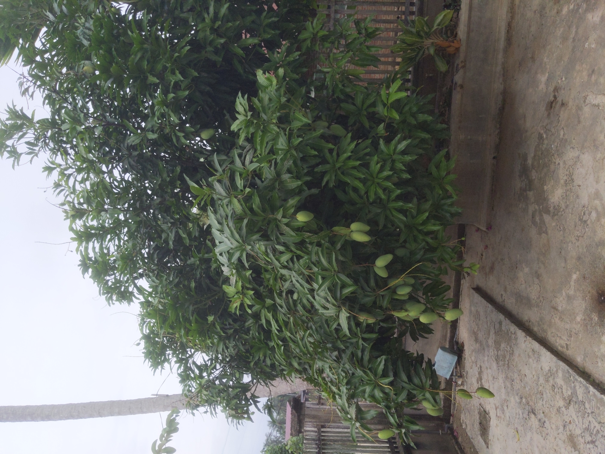 The image captures a dense green mango tree laden with numerous unripe green mangoes, some hanging low enough to be within reach. The tree is situated in a yard with a concrete floor and a low concrete wall. In the background, a wooden fence can be seen, and beyond that, structures and vegetation suggest a residential area. A tall, slender tree trunk, possibly a palm, stands to the left of the mango tree. The sky is overcast, indicating a cloudy day. The scene appears to be outdoors in Paloh, Indonesia.