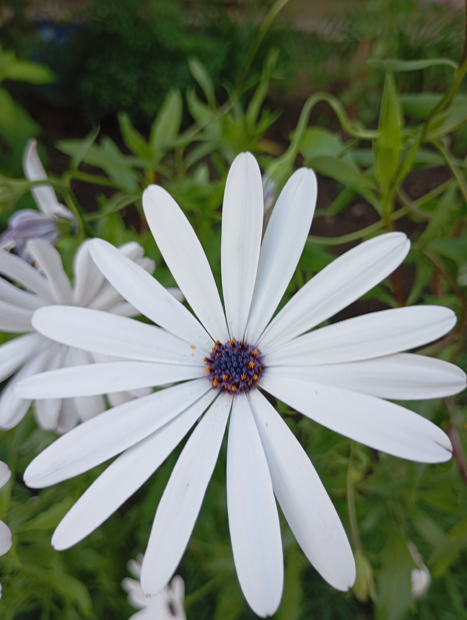 The image is a close-up, eye-level shot of a white daisy-like flower with a dark blue and orange center. The flower has many slender white petals radiating outwards. In the background, blurred green foliage is visible, suggesting an outdoor setting. The flower is in focus, while the background is out of focus. There is no indication of the city of Chaikovsky, Russia, or any people, objects, or actions within the scene.