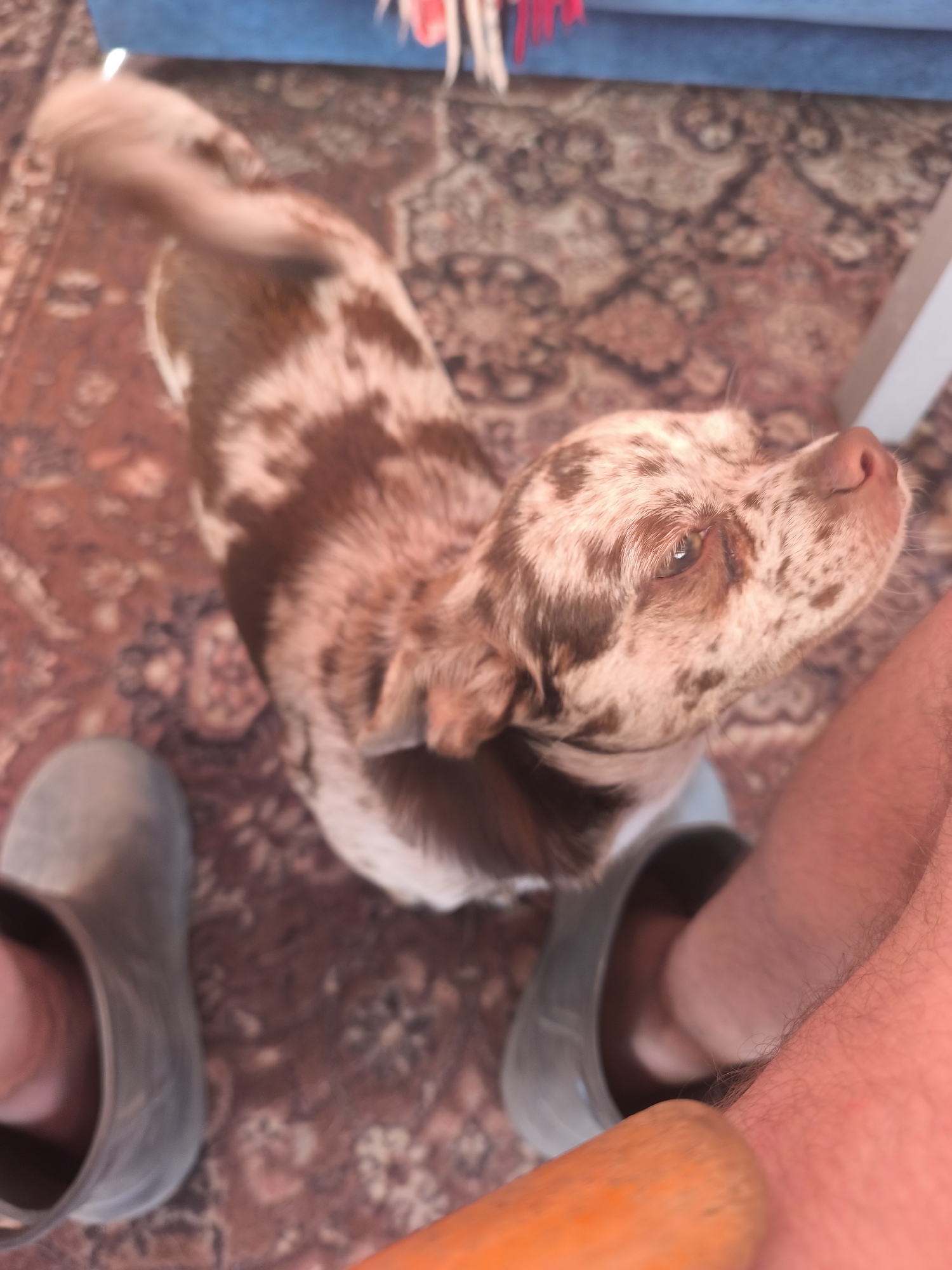 A dog with brown and white merle fur is looking up at the camera, its head tilted slightly. The dog is on a patterned rug. To the left of the dog is a person's foot wearing a grey boot. To the right of the dog is another person's leg, and a bright orange object, possibly a carrot, is in the foreground. The scene appears to be indoors, possibly in a home, with a blue surface visible in the background. No specific location in Уцеўскі сельскі Савет, Belarus can be determined from the image.