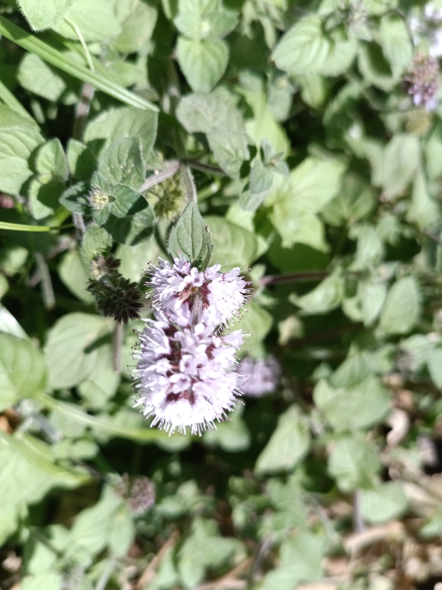 A close-up, vertical shot captures a cluster of light purple flowers with dark purple centers, possibly mint, in bloom amidst green foliage. The flowers are characterized by delicate, thread-like petals extending outwards from the core. Some of the leaves appear fuzzy. The background is a blur of more green leaves and hints of brown earth or dried plant matter. The scene appears to be an outdoor setting, likely a garden or natural area in Le Mesnil-sous-Jumièges, France. No people or specific actions are visible in the image.