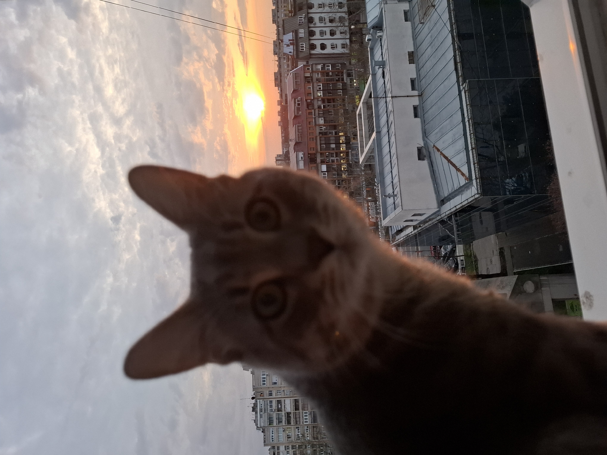 A close-up shot shows a light brown cat's head in the foreground, positioned slightly off-center to the left. The cat appears to be looking directly at the camera. The background features a cityscape at sunset. Buildings of varying heights and architectural styles are visible, including a prominent modern structure with glass panels. The sky is a mix of light gray clouds and orange hues from the setting sun, with the sun itself visible as a bright spot on the horizon. Power lines cross the upper part of the frame. The buildings appear to be within the city of Novi Sad, Serbia.