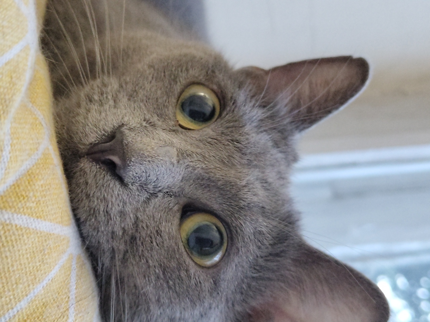 A close-up, eye-level shot shows the face of a gray cat. The cat's head is resting on a yellow and white patterned surface, possibly a pillow or blanket. The cat's large, round, yellow-green eyes are wide open and looking directly at the camera. Its ears are perked up. The cat's nose is dark and triangular, and its whiskers are visible. The background is blurred and appears to be a window with a light colored frame and some greenery visible outside, suggesting an indoor environment.