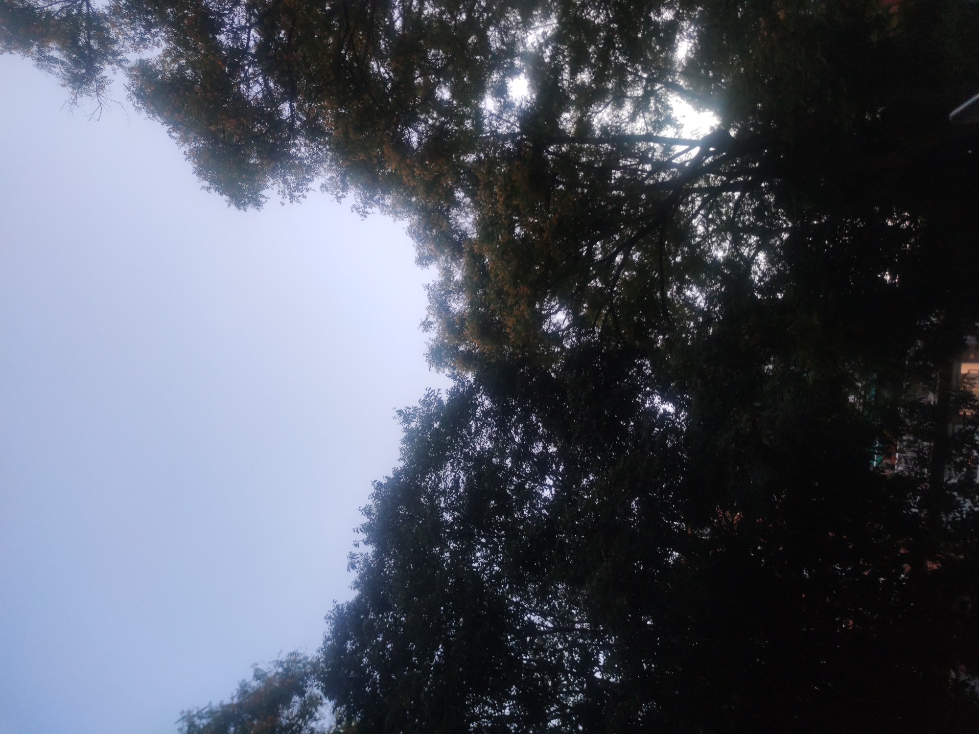 The image depicts an outdoor scene dominated by the silhouettes of dense trees against a pale blue sky. The trees, with their dark foliage, occupy the majority of the frame, obscuring much of what lies beneath. The sky is clear and light, suggesting it might be dawn or dusk. Through the branches, some indistinct lights and structures are faintly visible, hinting at an urban environment. The perspective is from below, looking upwards into the canopy and sky.