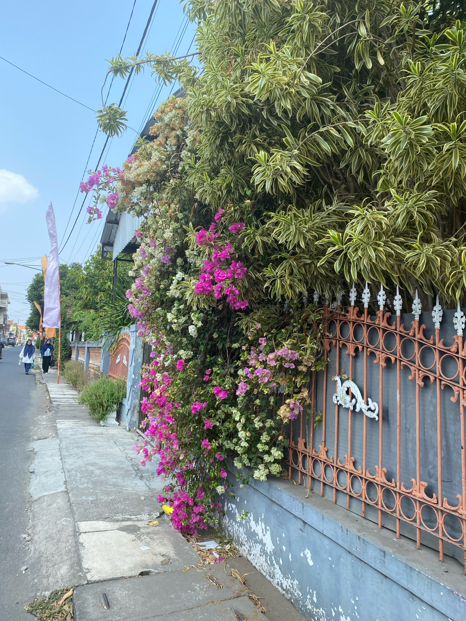 The image depicts a street scene in Kediri City, Indonesia. A sidewalk runs along the left side of the image, adjacent to a paved road. On the right, a property wall is topped by a metal fence, painted orange and featuring decorative circular elements. A dense bush with variegated green and yellow leaves grows above the fence. Cascading down from the top of the fence and wall is a profusion of bougainvillea flowers in vibrant pink and lighter shades of white and pink. A few leaves and some litter are scattered on the sidewalk and at the base of the wall. Two women, dressed in headscarves and modest clothing, are walking away from the camera on the sidewalk. Further down the street, more buildings and vegetation are visible. Overhead, power lines crisscross the bright blue sky, with a few wispy clouds. Two flags, one white and one orange, are planted on the left side of the street, near the sidewalk. The overall impression is a sunny day in a residential or commercial area, with nature, architecture, and pedestrian activity coexisting.