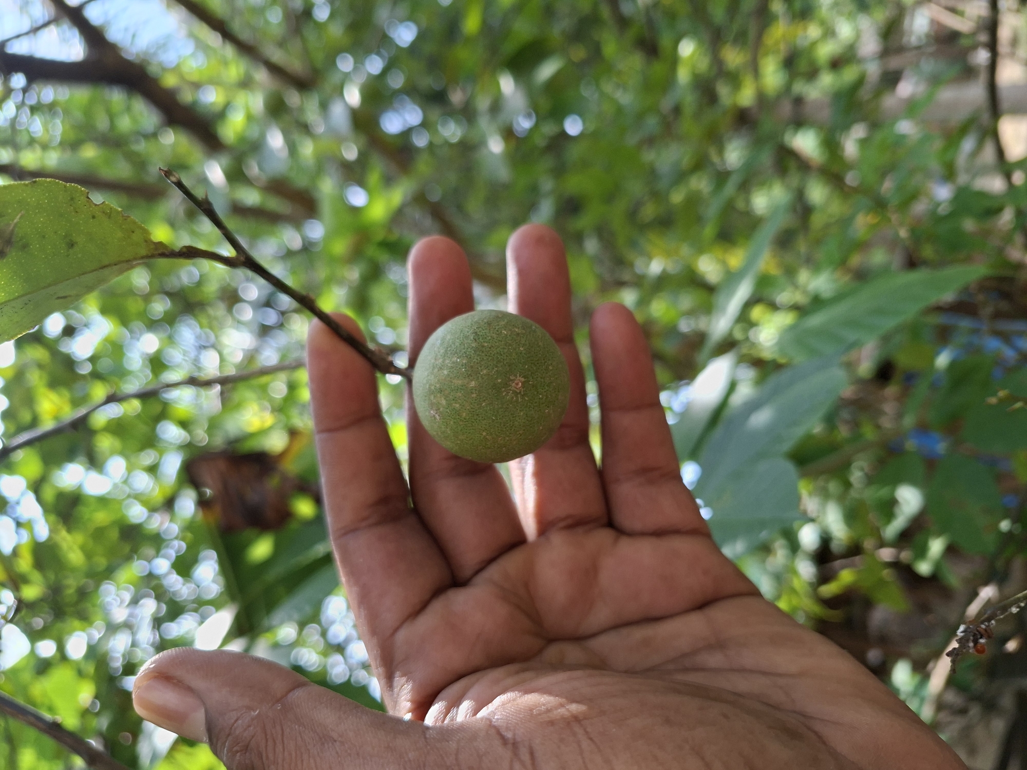 A close-up shot shows a person's hand holding a small, green, unripe fruit on a branch. The background is a bokeh blur of green foliage and bright, circular highlights, suggesting sunlight filtering through leaves. The image appears to be taken outdoors.