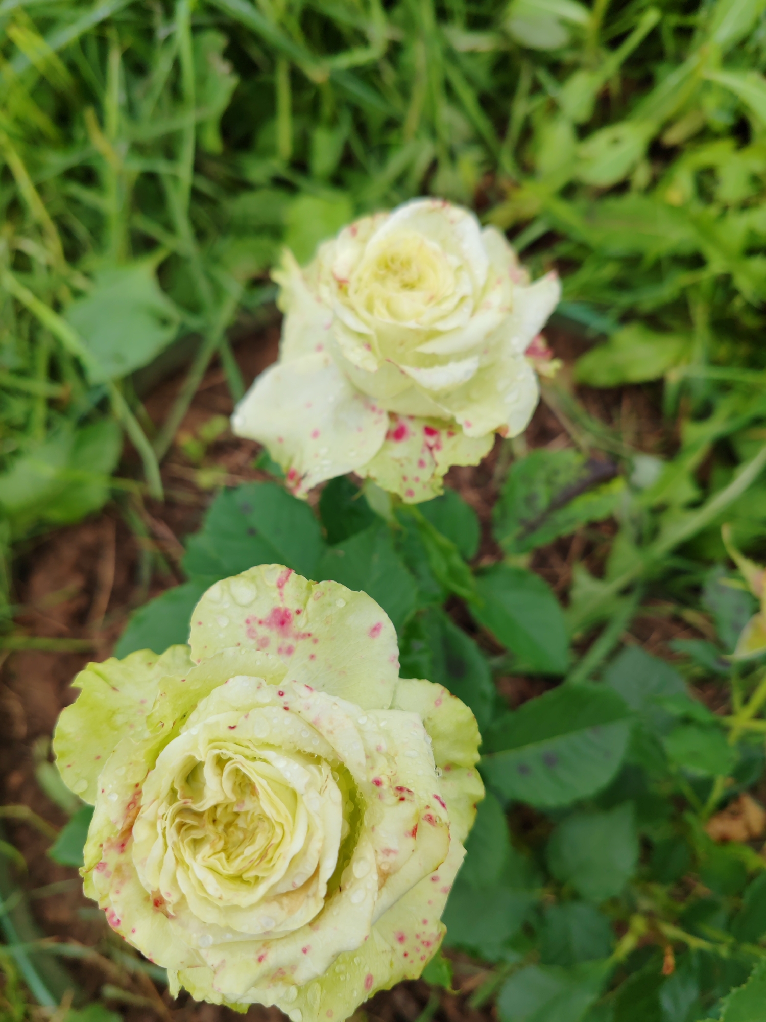 The image shows two pale yellow roses with red speckles, possibly due to a fungal infection or a natural variation, in a garden. The roses are covered in water droplets, suggesting recent rain or dew. The background consists of green foliage and brown soil. The overall impression is one of natural beauty, perhaps a bit distressed, set within an outdoor garden environment. The location is the city of Chukhloma, Russia, though no specific landmarks or identifying features are visible in the image itself that would confirm this.