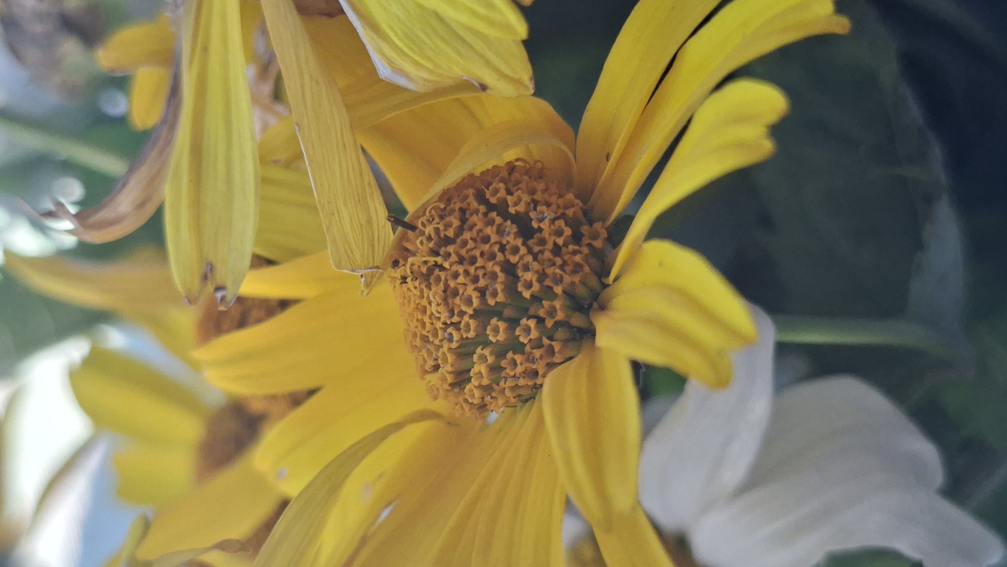 A close-up, vertical, eye-level shot showcases the center of a vibrant yellow flower, with its petals extending outward. The flower's disc florets, a rich orange-brown, are tightly packed and detailed. Some yellow petals are sharply in focus, while others, along with a white petal in the lower left, are softly blurred. The background is a dark, out-of-focus green, suggesting a natural outdoor setting. No people are present in the image. This image was captured in Myadzyel, Belarus.
