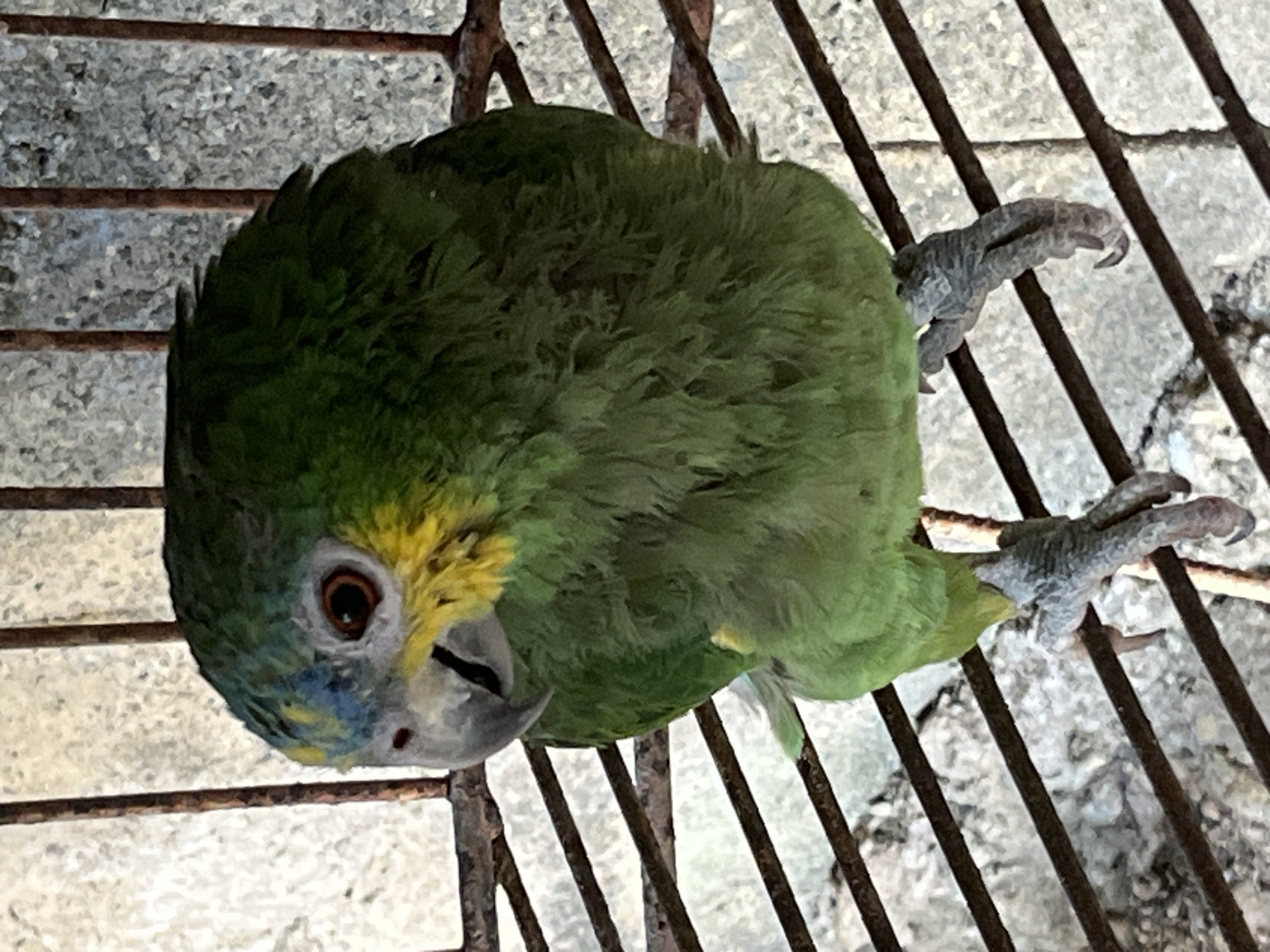 A green parrot with a yellow forehead and blue markings around its beak and eyes is perched on a metal cage. The parrot's gray feet grip the bars of the cage. The photograph was taken in Tinaquillo, Venezuela.