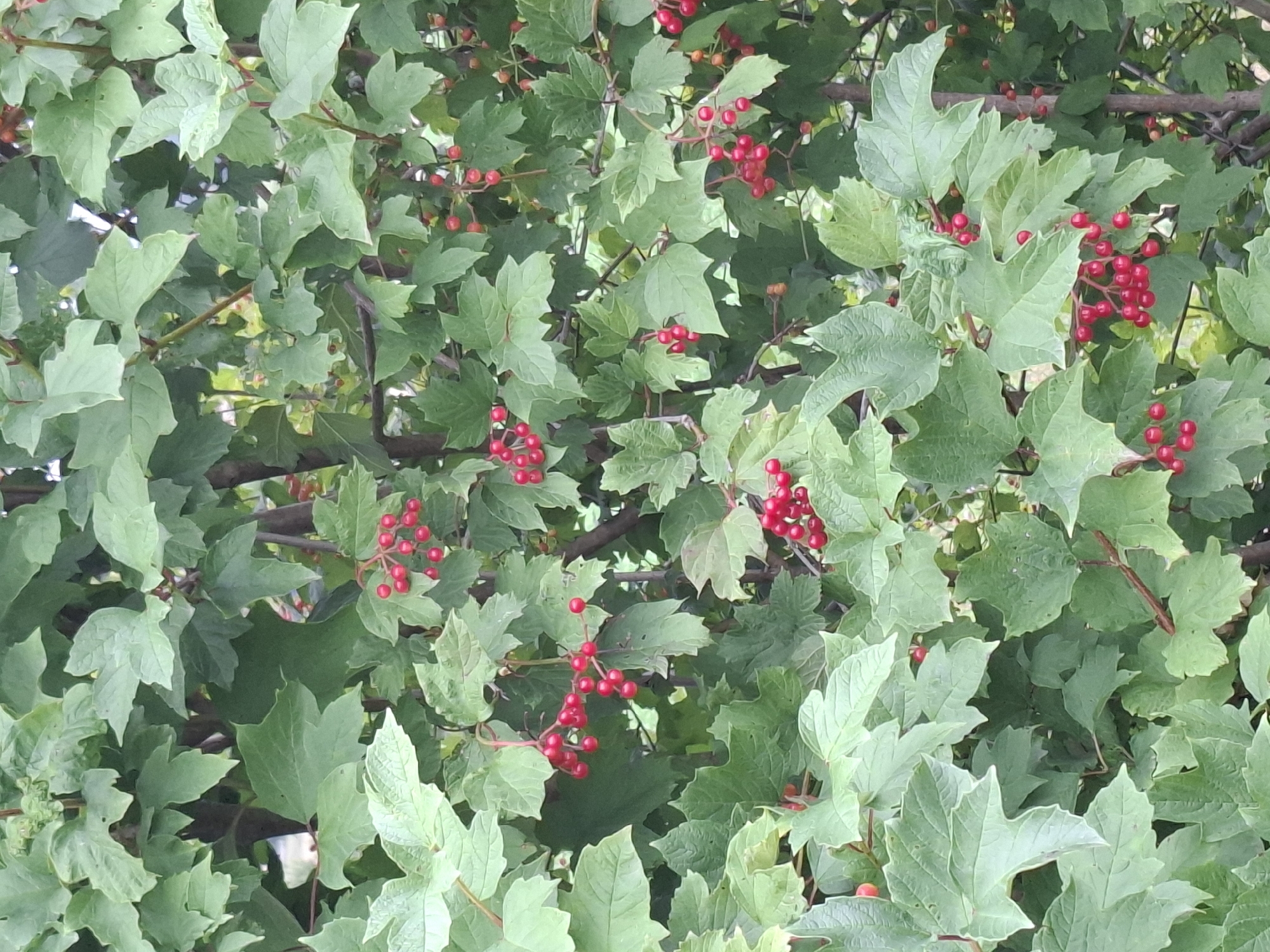 The image shows a close-up of a bush with green leaves and clusters of red berries. The berries are small and round, and they are growing in bunches. The leaves are a vibrant green color and have a textured surface. The bush appears to be outdoors, with sunlight dappling through the leaves. It is impossible to determine the specific location in Hochdorf, Switzerland from the image alone.