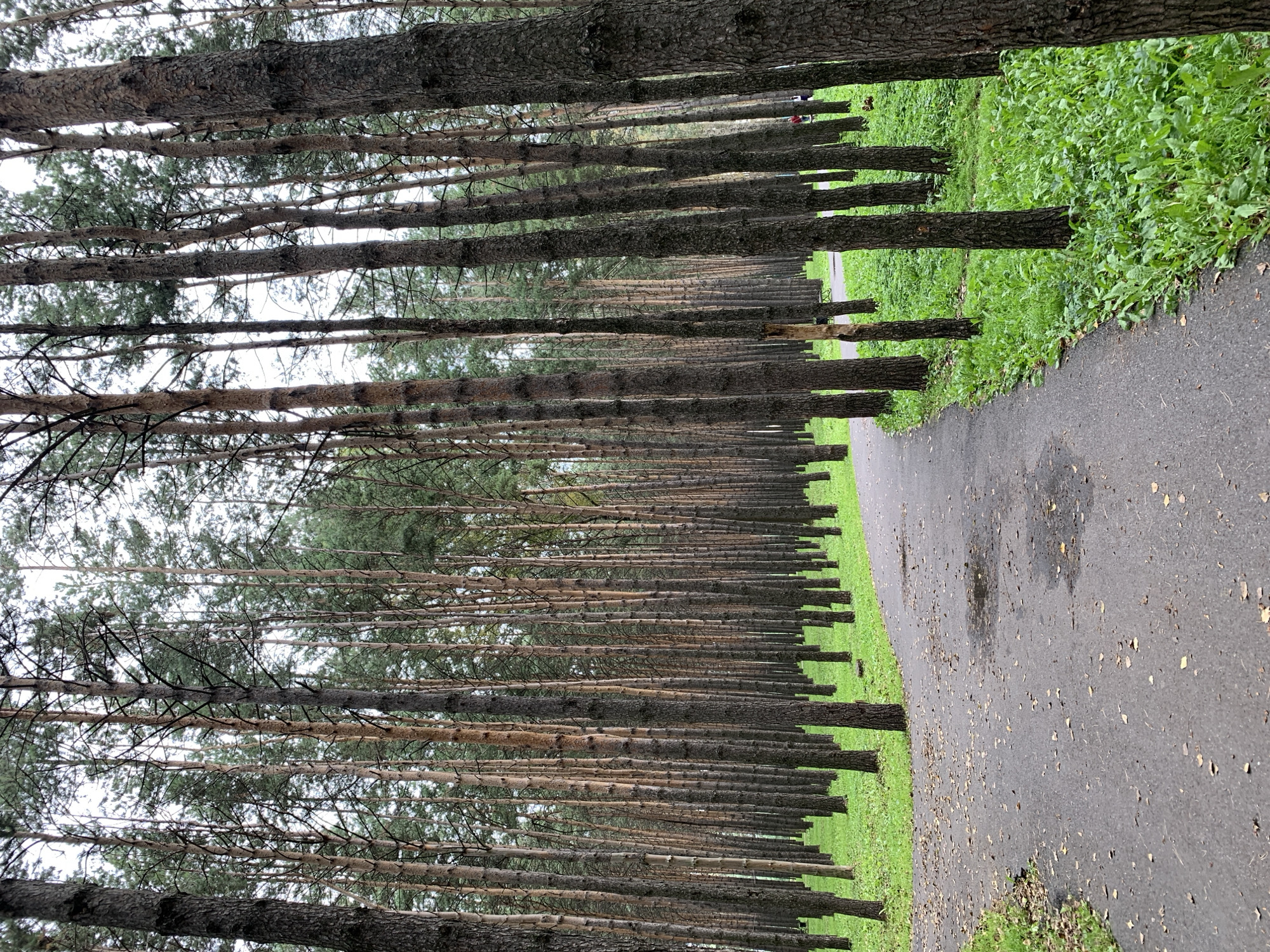 The image depicts a winding asphalt path through a dense forest of tall, slender pine trees in Prokopyevsk, Russia. The ground beside the path is covered in lush green grass and some fallen leaves, indicating an autumn or late spring setting. The trees have rough, dark bark and thin branches reaching upwards, creating a canopy that partially obscures the overcast sky. The path shows signs of recent rain, with several puddles visible. In the distance, a park bench and two small figures of people can be seen amidst the trees, suggesting a recreational area. The overall atmosphere is tranquil and natural.