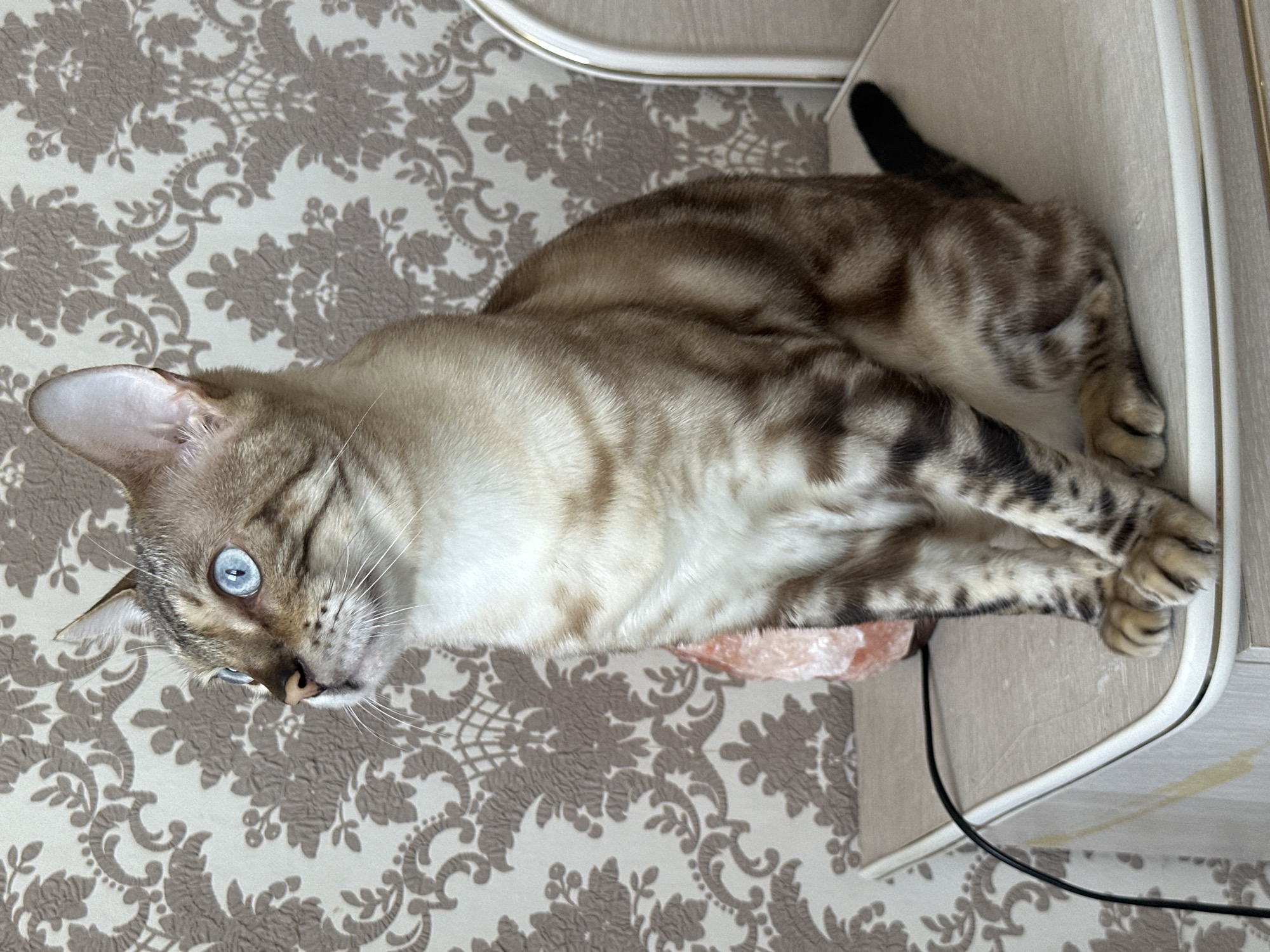 A light-colored Bengal cat with striking blue eyes sits on a light-colored wooden table. The cat's fur is tan with dark brown tabby markings. The cat is facing left, with its head turned slightly towards the viewer, and its gaze is directed upwards. Behind the cat is a wall with patterned wallpaper featuring a floral design in shades of beige and taupe. To the left of the cat on the table, a pink Himalayan salt lamp is visible. A black cord from the lamp runs across the table. The scene appears to be indoors, likely in a domestic setting. The image does not provide information about the city of Energetik, Russia.