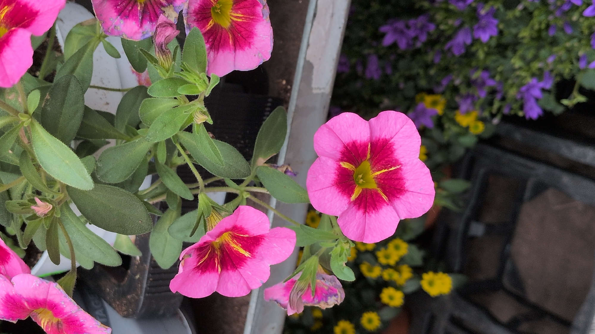 The image shows a close-up of pink petunia flowers in bloom. The flowers have a deep magenta throat with yellow accents. The petals are delicate and trumpet-shaped. The flowers are part of a hanging basket, with green foliage visible in the background. In the lower portion of the image, there are other small flowers, some yellow and some purple, also in bloom. The scene appears to be an outdoor setting, possibly a garden or a nursery. There are no people visible in the image. The overall impression is one of vibrant floral beauty.