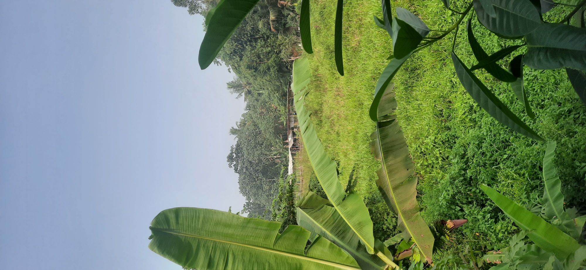 The image depicts a rural landscape in Cisauk, Indonesia, characterized by lush vegetation and a bright, clear sky. In the foreground, large, vibrant green banana leaves dominate, framing the scene. Beyond these, a field of tall, green grass stretches into the midground, bordered by a fence. Several small, rustic structures, possibly farm buildings or shelters with corrugated metal roofs, are visible in the distance, nestled amongst a dense canopy of trees. The trees form a thick, verdant backdrop, with various shades of green indicating a diverse array of plant life. The overall impression is one of a peaceful, tropical environment. There are no people or animals visible in the image.