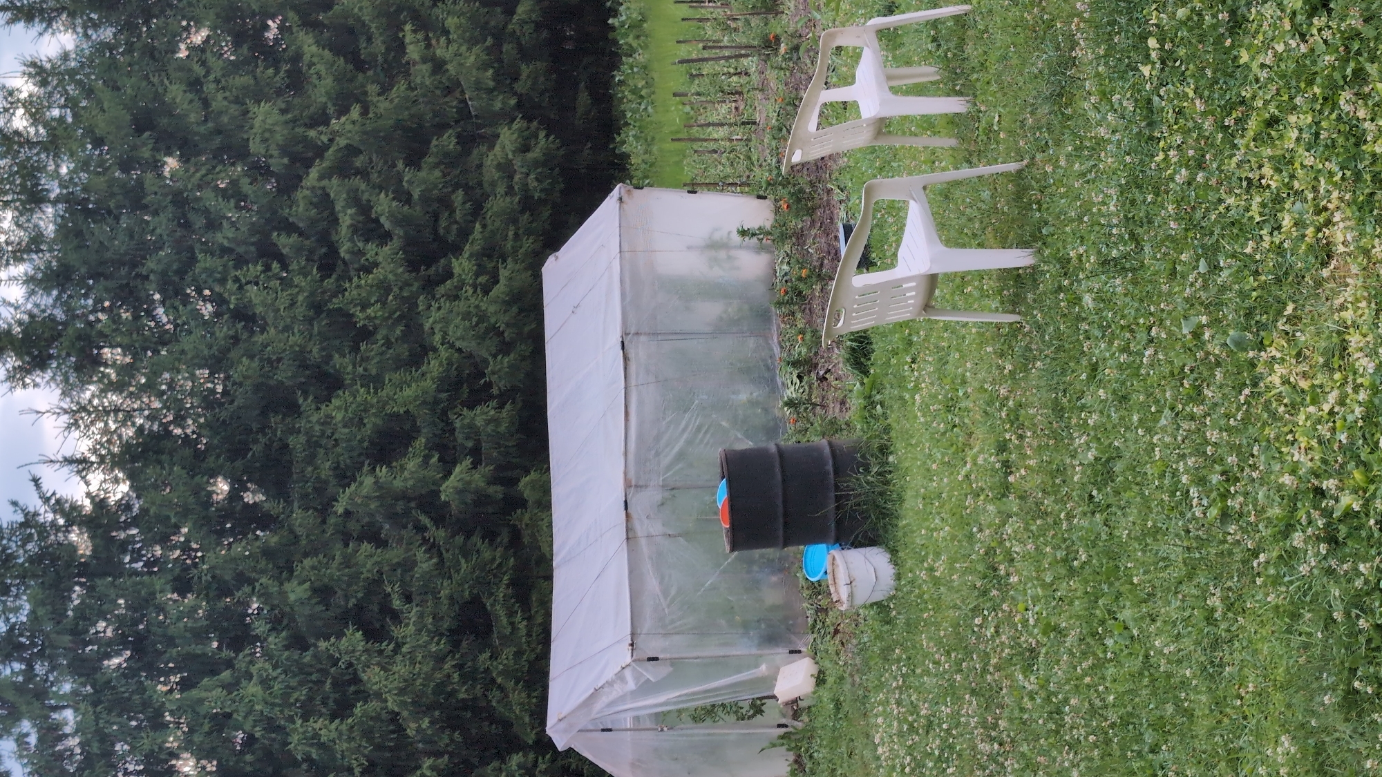 An outdoor scene in Yarishnoe (Zinyakovskii S/S), Russia, features a greenhouse made of white plastic sheeting supported by a metal frame. In front of the greenhouse, there are two white plastic chairs and a large black barrel with two plastic lids, one orange and one blue, on top. A white bucket and a smaller blue bucket are positioned near the black barrel. The ground is covered with green grass and small white clover flowers. Behind the greenhouse, a dense line of tall green pine trees forms the background. In the middle ground, a garden bed with stakes and some plants is visible to the right of the greenhouse. The sky is overcast. There are no people visible in the image.
