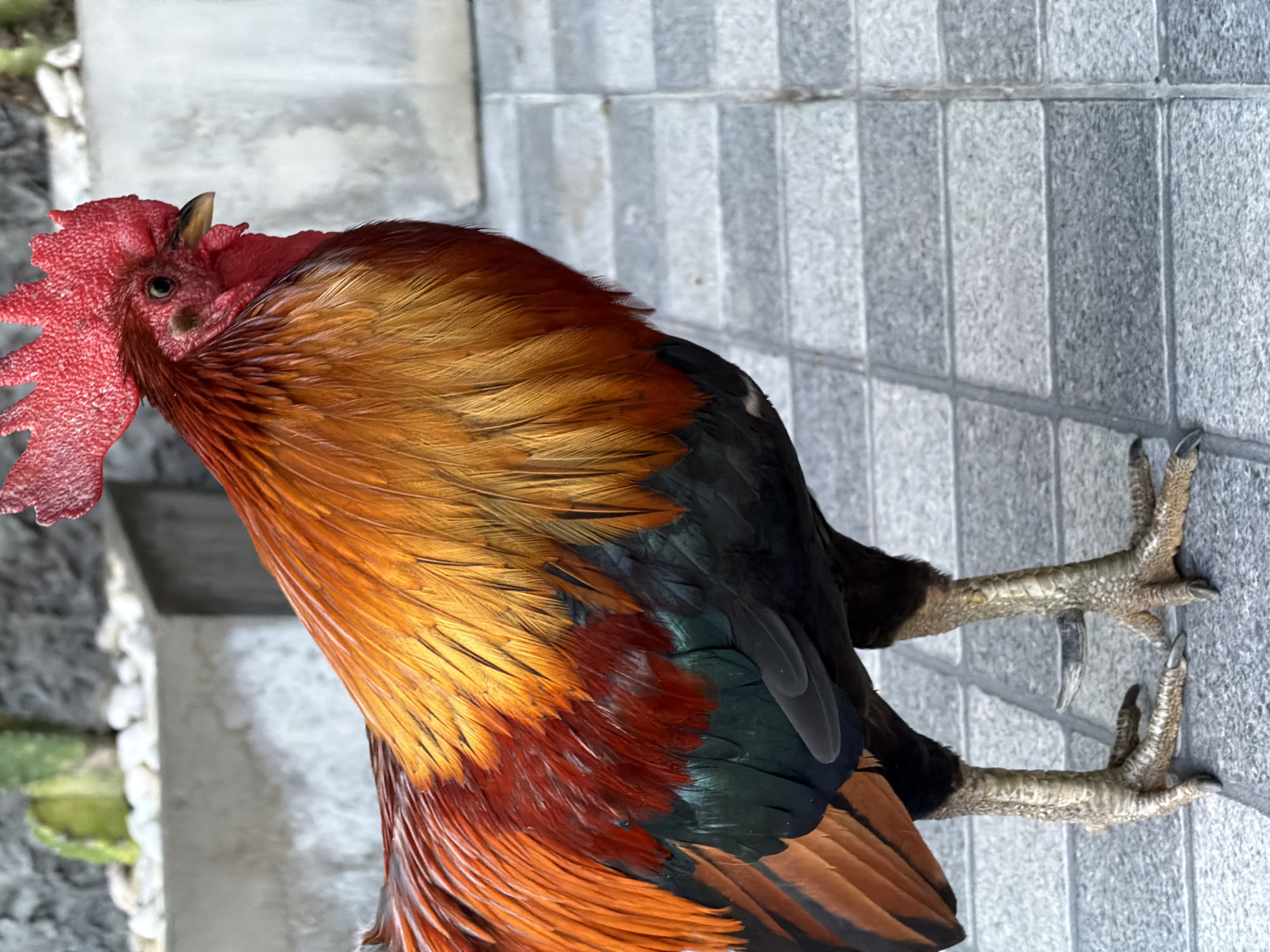 In Baan Bo Phut, Thailand, a rooster stands on a tiled surface. The rooster has vibrant orange, red, and green feathers, with a bright red comb and wattle. Its legs are scaled and gray, with sharp claws. In the background, a concrete planter holds white stones and a green cactus. The tiled ground appears to be outdoors, possibly a walkway or patio.