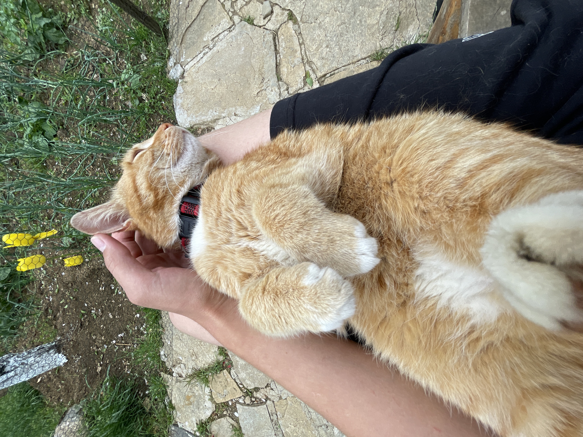 A medium shot captures an orange tabby cat reclining in someone's lap. The cat is curled up on its back, exposing its white paws. The person is wearing black clothing. The scene is outdoors. The background consists of a stone tiled ground surface and green plants. The location is in Zlatograd, Bulgaria.