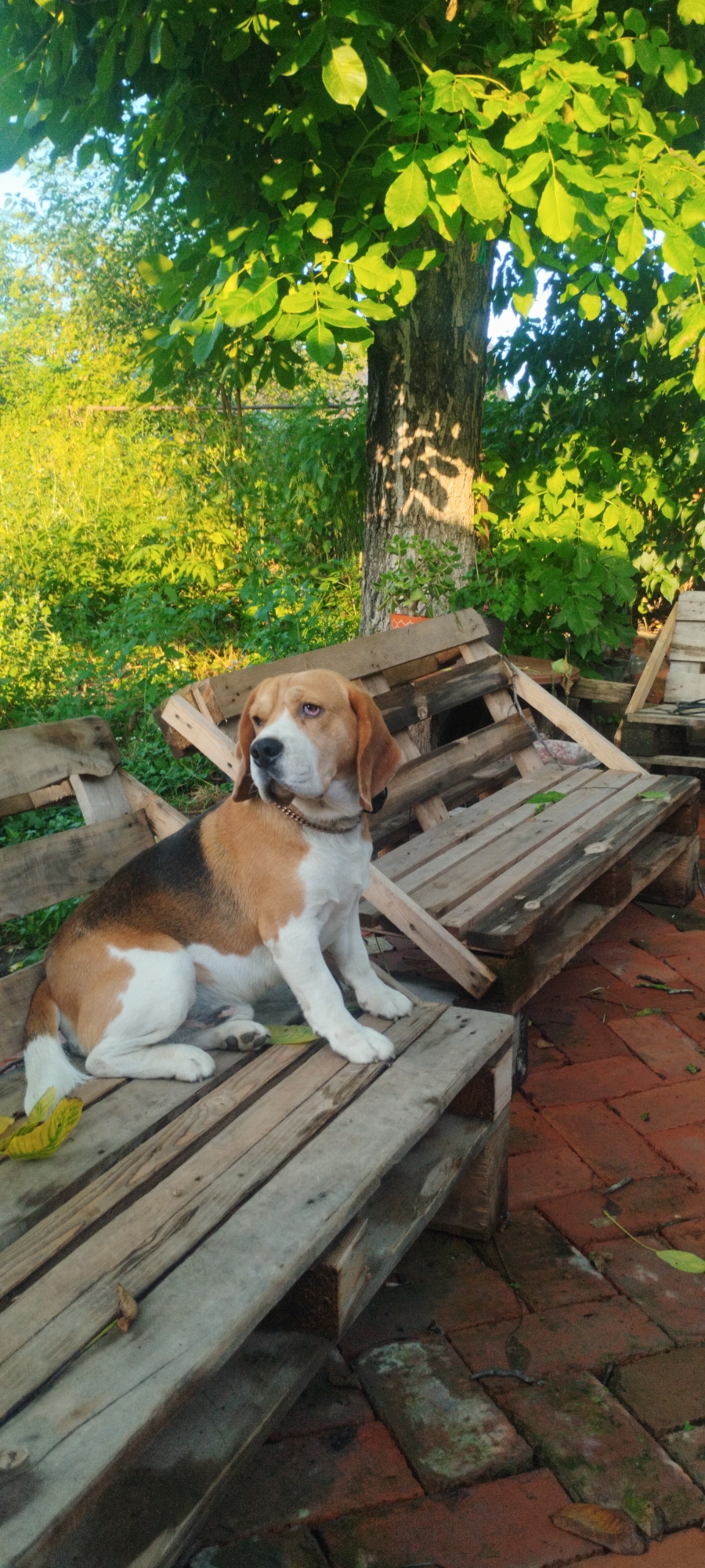 A tricolor Beagle dog with brown, black, and white markings sits on a wooden pallet in a backyard setting. The dog is wearing a chain collar and is looking to its left with a calm expression. Behind the dog, more wooden pallets are stacked haphazardly. A large tree with green leaves is visible in the background, casting dappled shadows on the ground. The ground appears to be paved with red bricks. The overall scene suggests an outdoor, possibly rustic, environment. The location provided is Yaroslavskaya, Russia.