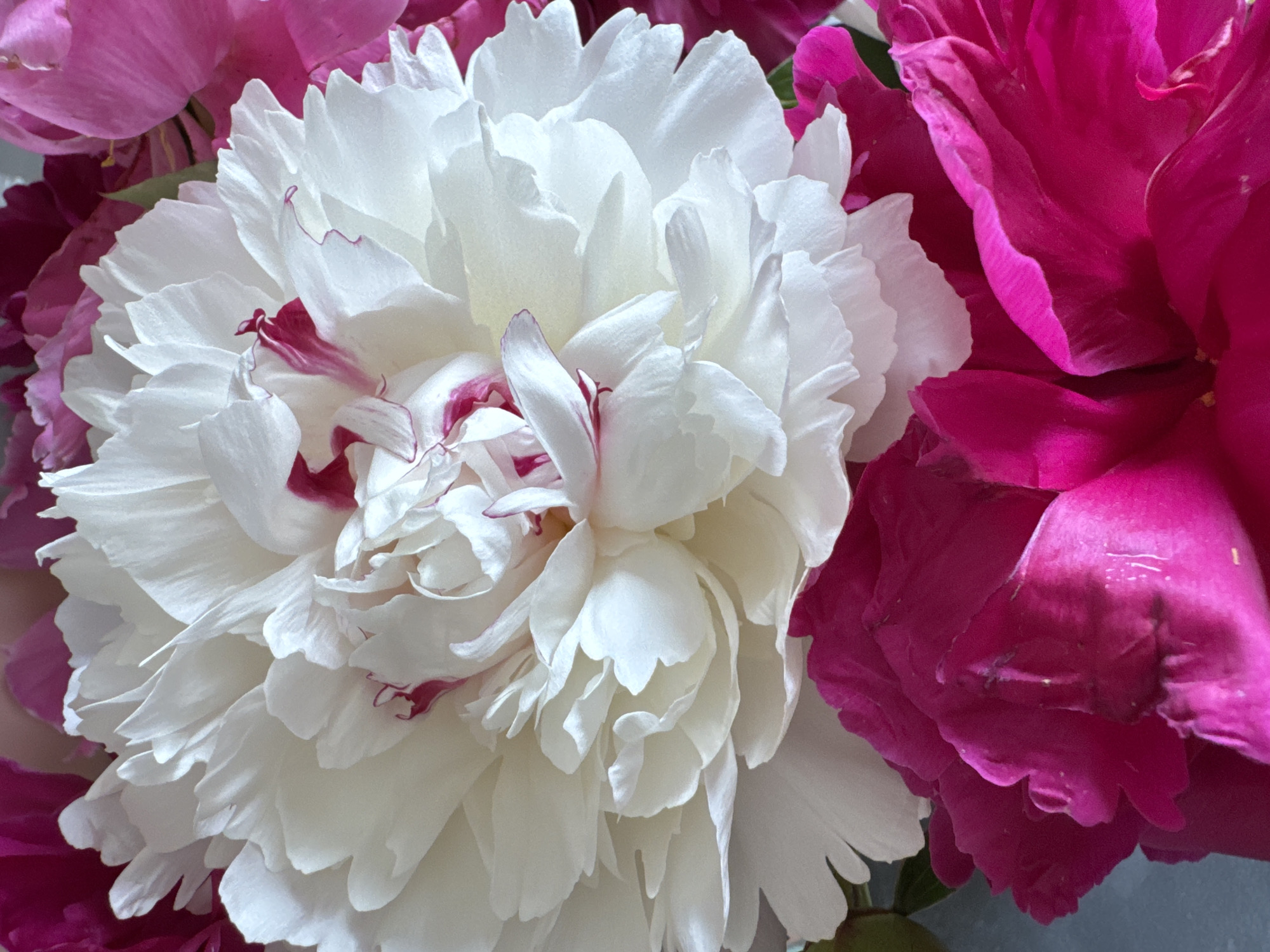 The image displays a close-up view of two peony flowers. One peony is predominantly white with delicate streaks of crimson at its center and along the edges of some petals. The other peony, partially visible at the bottom and right of the frame, is a vibrant, deep fuchsia pink. The flowers are arranged in a way that suggests they are part of a bouquet or floral arrangement, with petals overlapping and creating a sense of depth and fullness. The lighting highlights the velvety texture of the petals. There is no discernible location in the city of Rzhev, Russia, within this image.