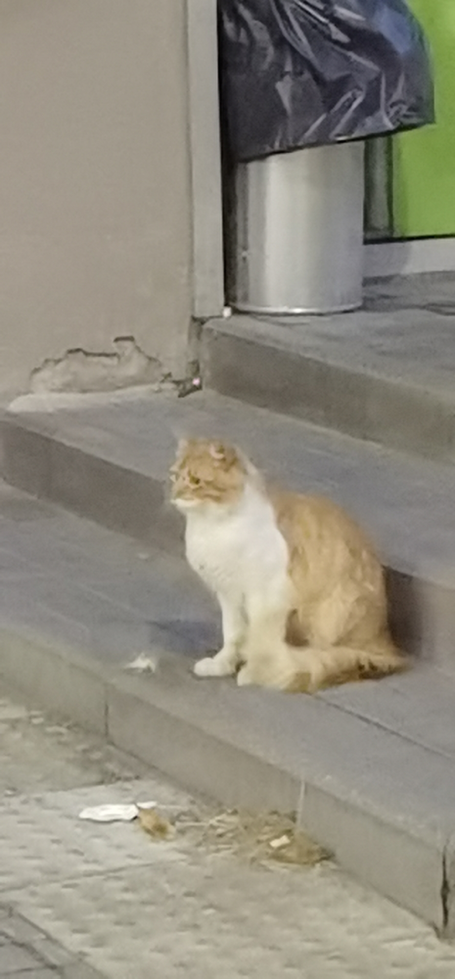 In Homyel, Belarus, a medium-sized, ginger and white long-haired cat is sitting on concrete steps. The cat is facing to the left of the frame, with its tail curled around its body. Its fur is fluffy, and it appears to be looking to its left. The steps are grey and show signs of wear. In the background, a large grey trash can with a black plastic bag on top is visible, next to a light green wall. The ground in front of the steps is paved with grey concrete slabs and is littered with some debris, including what appears to be a crumpled white piece of paper and some dry leaves.