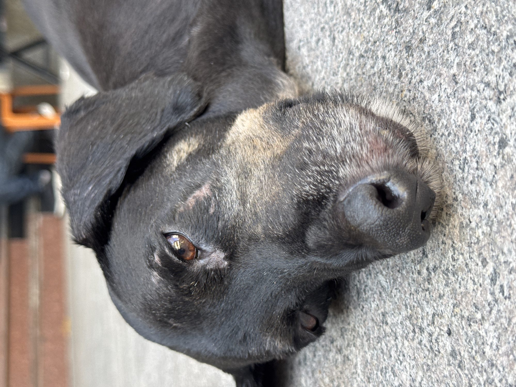A close-up, eye-level shot focuses on the head of a black dog resting on a speckled gray concrete surface. The dog's left eye, a warm brown with a reflection of orange and white, is clearly visible and appears slightly closed. The dog's muzzle is a mix of black and grizzled gray fur, with a black nose. The background is blurred, showing a section of reddish-brown steps or a wall on the left, and out-of-focus figures and an orange object on the right, suggesting an urban outdoor setting. The image does not contain information to determine its specific location within Nha Trang, Vietnam.