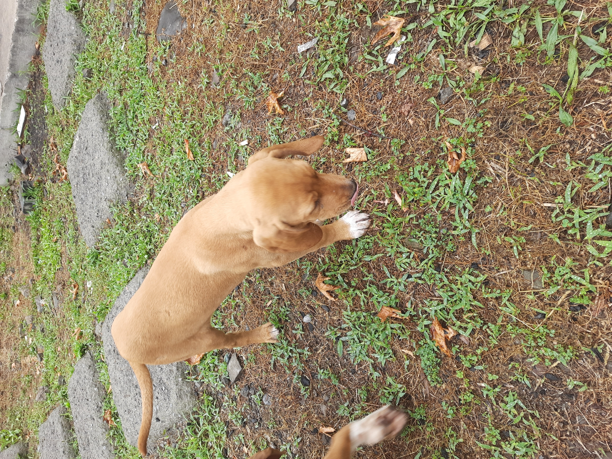 A light brown puppy with white paws is standing on a patch of ground covered with dry grass, green shoots, and fallen leaves. The puppy's head is lowered, and its tongue is extended, appearing to lick something on the ground. In the background, there are several large, gray, rectangular paving stones, some of which are partially covered by grass. The scene appears to be an outdoor area in Ayvacık, Turkey, with a concrete curb and scattered debris visible in the distance. Another puppy's legs are partially visible in the lower left corner of the image.