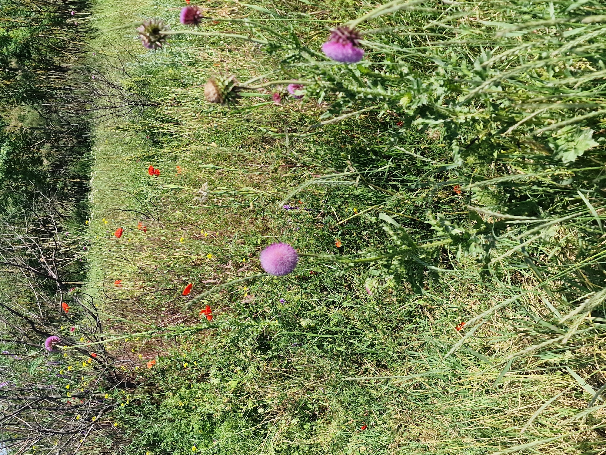 The image depicts a sunlit meadow with dense green grass and various wildflowers. Prominently featured are several bright red poppies, scattered among the taller grasses and thistles. In the foreground, a tall thistle plant with a spherical purple flower stands to the right, and another thistle with a developing seed head is visible further back. In the middle ground, a single purple thistle bloom is noticeable. The background consists of a dense line of trees, suggesting the edge of a forest or a heavily wooded area. The overall impression is one of a natural, uncultivated landscape. The location is described as the city of Kursavka, Russia.