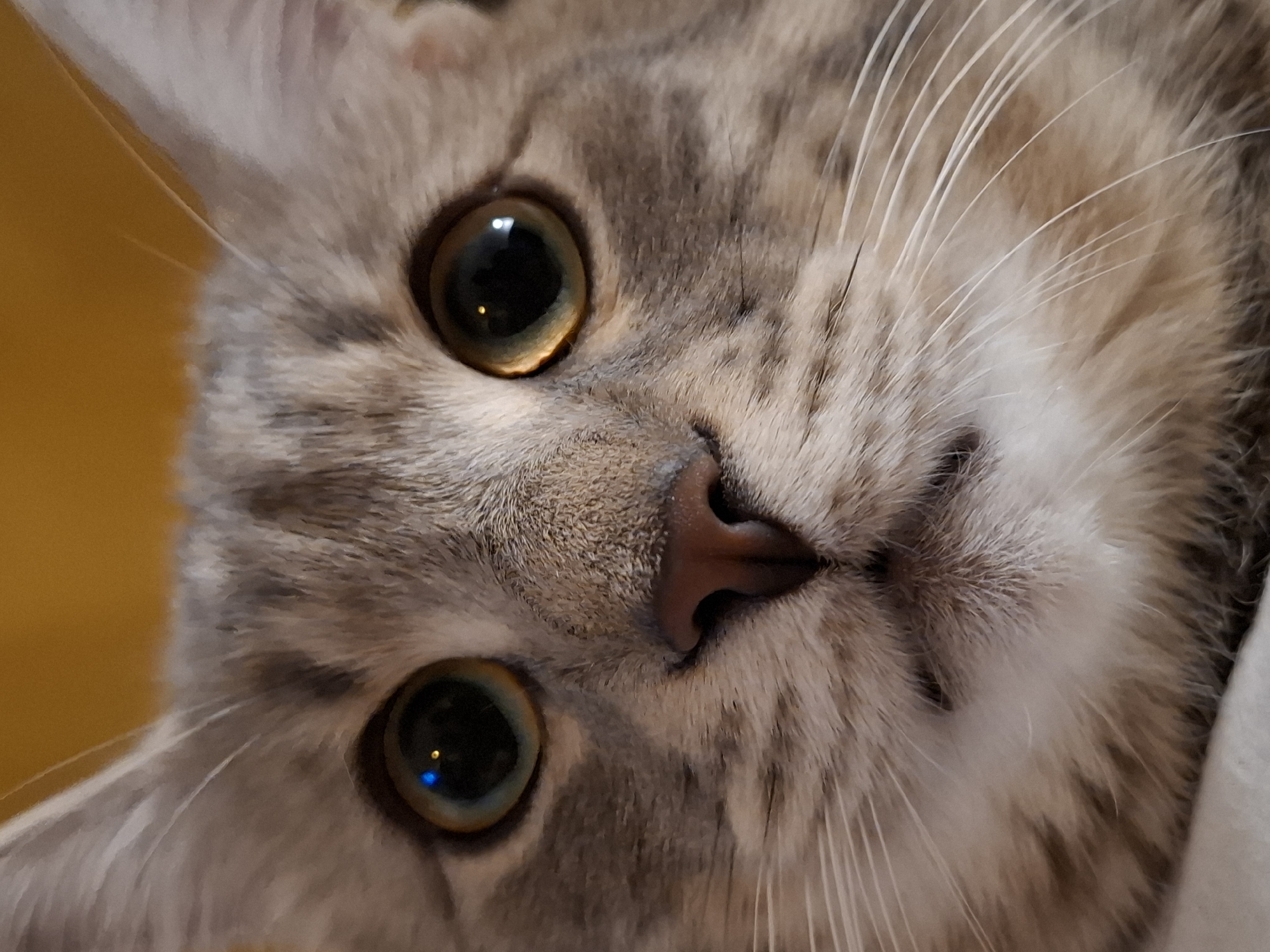 A close-up, head-on, eye-level shot captures the face of a grey tabby cat against a blurred yellow background. The cat's large, round eyes, with iridescent green and gold irises and dark pupils reflecting light, dominate the image. A distinct blue and yellow glint of light is visible in the left eye, and a smaller reflection in the right. The cat's nose is a soft pinkish-brown, and its mouth is partially closed, revealing a small sliver of its upper teeth. Long, white whiskers fan out from the sides of its muzzle. The cat's fur exhibits a striped tabby pattern in shades of grey, brown, and cream. The image is cropped tightly, focusing solely on the cat's facial features. The location of this image is not provided in the original data.