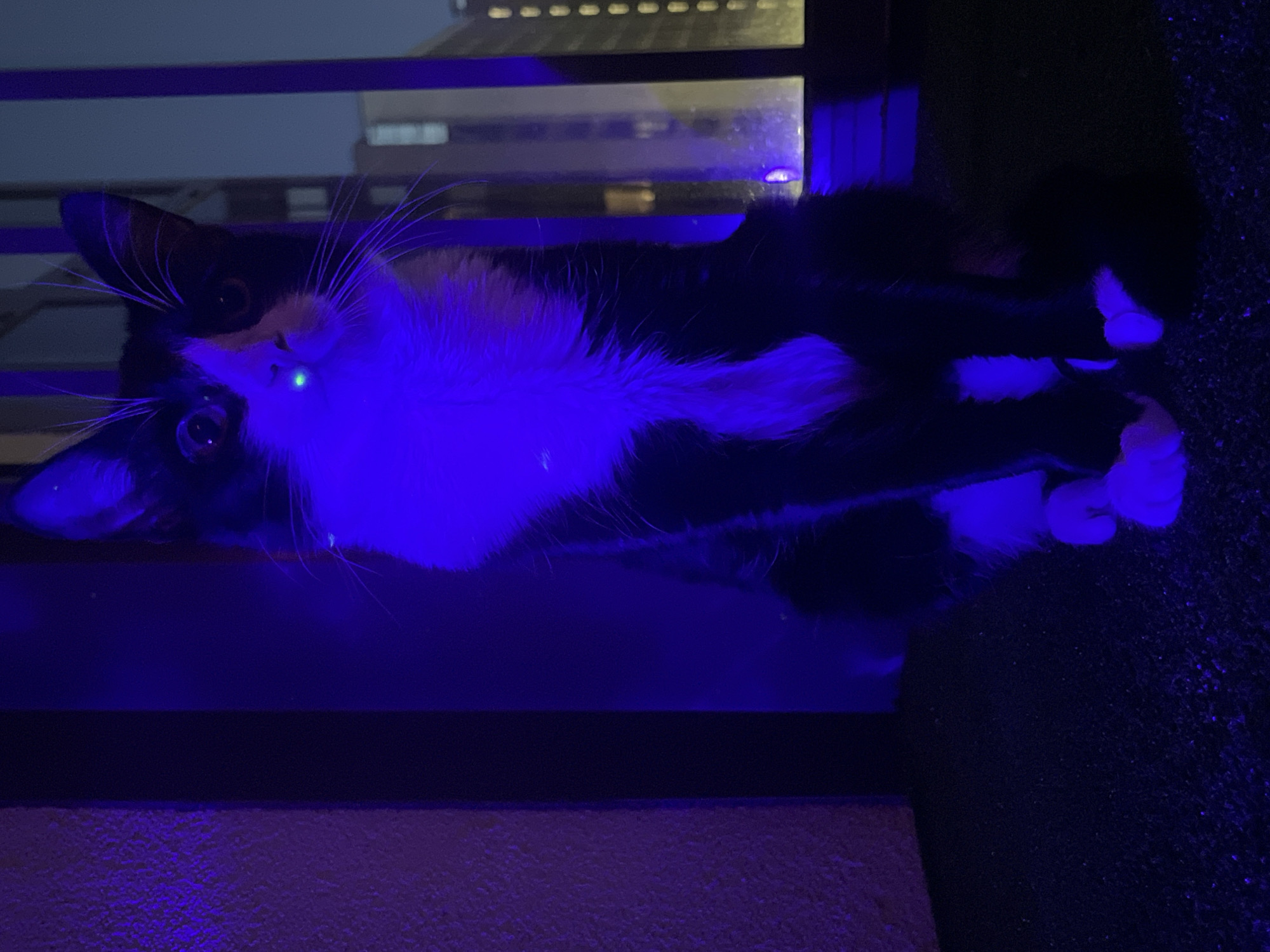 A black and white cat sits in the dark, illuminated by a blue light. The cat is facing the camera, with its eyes wide open and looking directly into the lens. Its fur is mostly black, with white markings on its chest, paws, and face. The blue light casts a strong shadow on the cat's body and the surrounding environment. The background is dark, with some blurred shapes that suggest buildings and windows. The overall mood of the image is mysterious and slightly eerie. The image is from Sinyavino, Russia.
