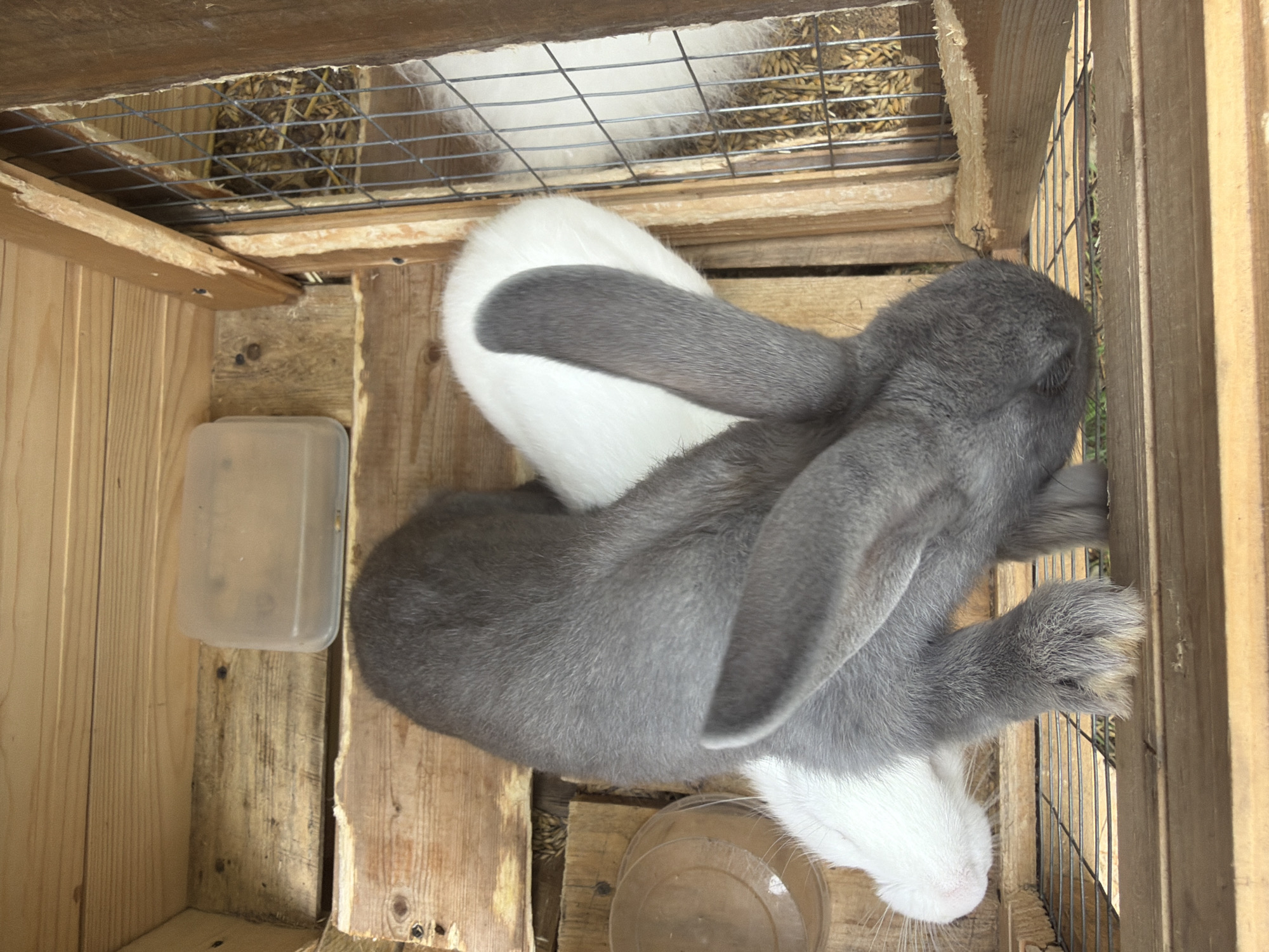 The image captures two rabbits resting inside a wooden hutch or cage, likely in Vozhoiskii, Russia. The foreground features a gray rabbit, lying stretched out on its side, with its long ears and soft fur prominently visible. Its belly and parts of its face show white markings. Partially visible beneath or beside the gray rabbit is another rabbit, predominantly white with some gray fur, suggesting the two are settled closely together.
The hutch is constructed from light-toned wooden planks, forming the walls and floor of the enclosure. Above the rabbits, a section of the hutch includes a wire mesh, revealing hay or straw and what appears to be grain, indicating a feeding or bedding area. A small, clear rectangular plastic container is positioned on the left side of the hutch, and a round, clear plastic dish or bowl is partially visible near the rabbits' heads at the bottom center.
The scene conveys a calm, daytime environment, suggested by the natural light illuminating the interior of the rustic wooden enclosure. The rabbits appear relaxed and comfortable. No human subjects are visible, and there is no discernible text in the image.