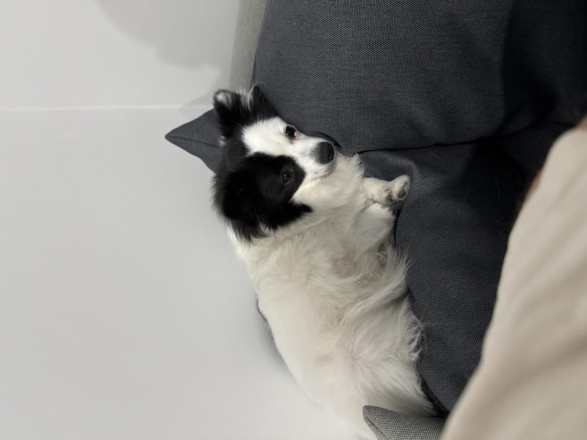 A small, fluffy black and white dog is captured resting comfortably indoors, likely in Stara Zagora, Bulgaria. The dog, possibly a Papillon, is predominantly white with distinct black patches covering its ears and a significant portion of its face, including an area around one eye. Its dark, observant eyes are directed towards the viewer, conveying an alert yet relaxed demeanor.
The canine subject is nestled deeply within a bed of dark gray, textured cushions or pillows, indicating a soft and cozy spot. Its body is somewhat curled, with its white fur contrasting sharply against the coarse fabric of the cushions. Parts of its paws, showing the pads, are visible peeking out from the fur.
To the left of the dog, a plain white wall or surface forms a simple background. On the right side of the frame, a soft, light beige or cream-colored fabric, possibly a blanket or clothing, is partially visible, suggesting a close companion or a larger seating arrangement. The lighting is even and soft, characteristic of an indoor setting, and creates a peaceful atmosphere. There is no visible text within the image.