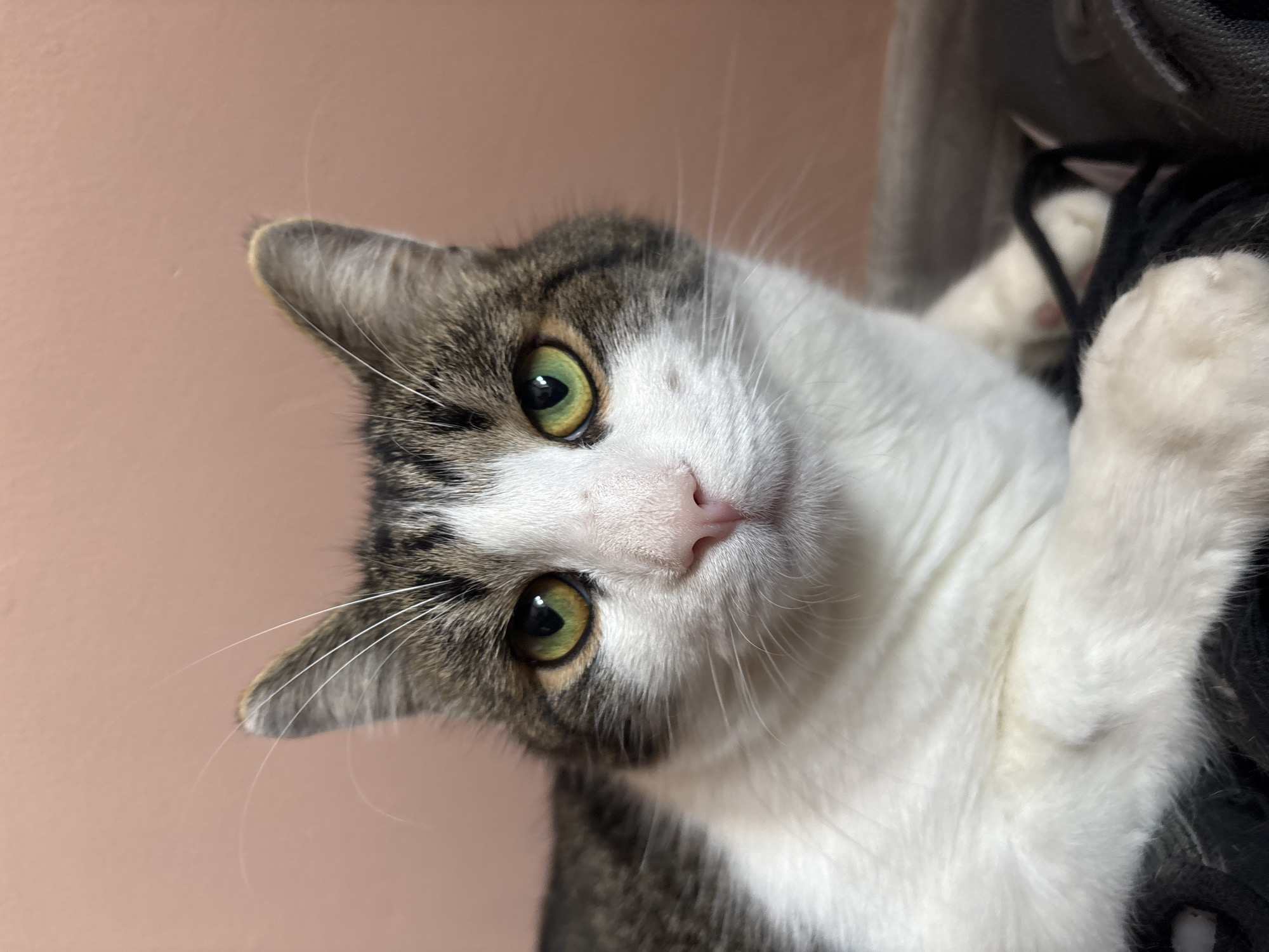 A tabby and white cat with green eyes is pictured in a close-up shot. The cat is lying down, with its front paws visible resting on a dark surface, possibly fabric or shoes. The background is a solid, muted pink wall. The cat's face is directed towards the camera, with its whiskers fanned out. The lighting appears to be artificial and comes from the front, illuminating the cat's features. The image quality is clear, showing the texture of the cat's fur and the details of its eyes and nose. There are no people or other animals in the frame. The environment is simple and indoor, with no discernible urban elements.