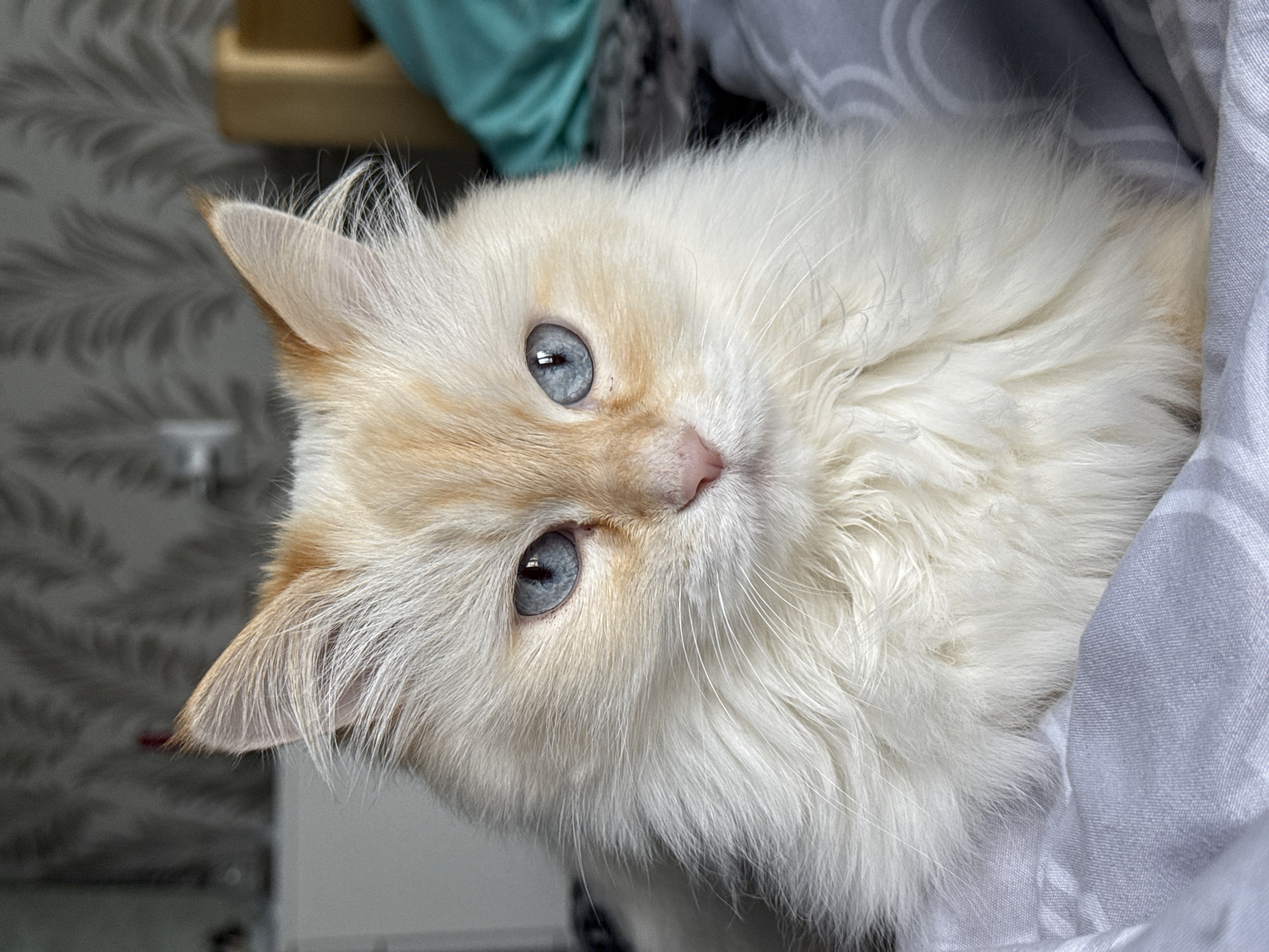 A close-up, angled shot features a fluffy, light-colored cat with striking blue eyes. The cat appears to be lying down, nestled against a light grey and white striped fabric, possibly a blanket or bedding. The cat has subtle markings on its face and ears, including some light brown or orange hues. The background is slightly blurred but shows a light-colored wall with a textured pattern, as well as elements of furniture. The image does not contain any information about the location in the city of Chaikovsky, Russia.