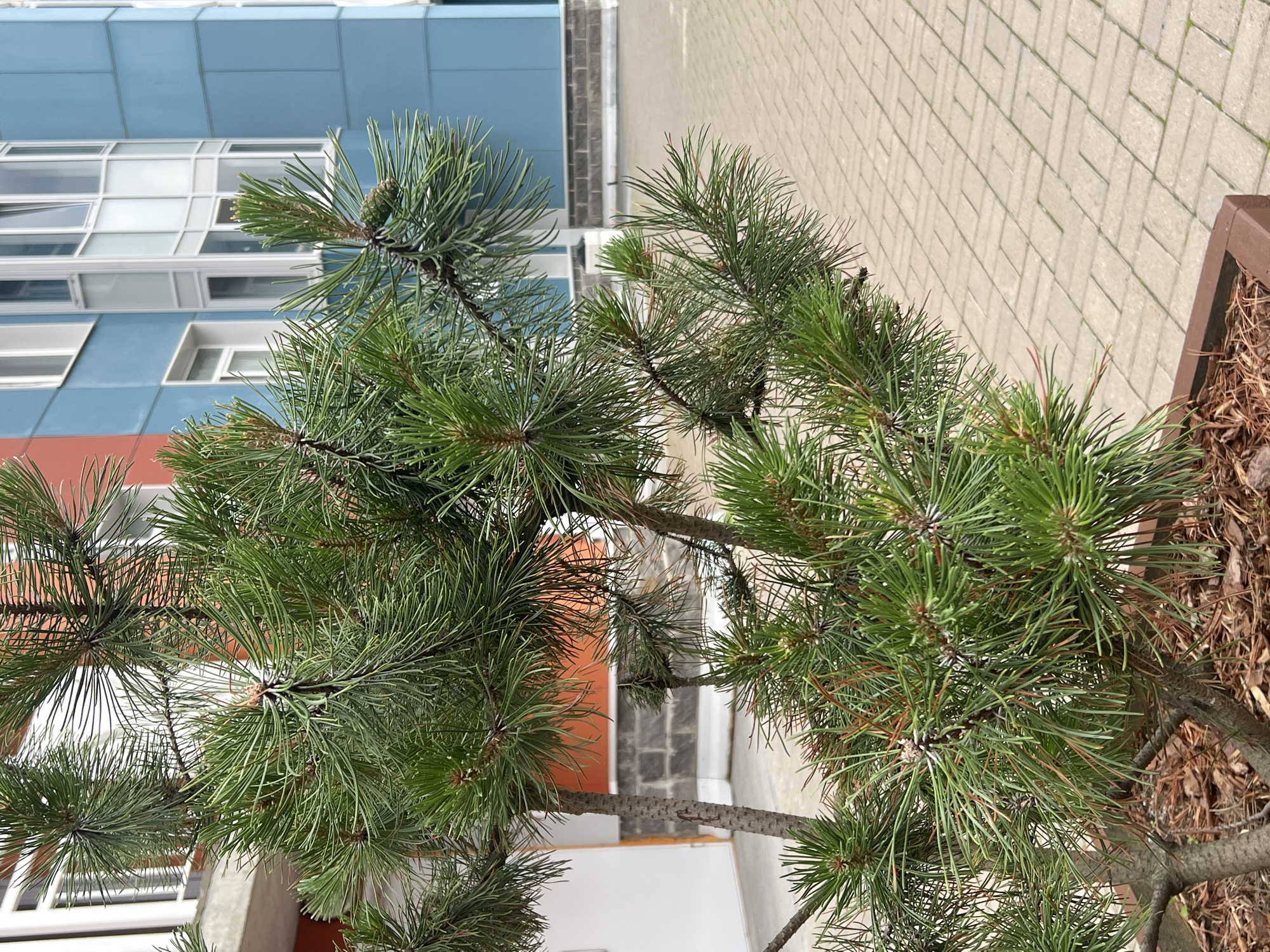 A close-up, eye-level shot features a small pine tree in the foreground, its needles a vibrant green with hints of brown. The tree is planted in a dark brown rectangular planter filled with mulch. Behind the tree, a paved walkway of light brown interlocking bricks extends into the background, creating a geometric pattern. To the left, part of a building is visible, featuring an orange facade and grey brickwork. To the right and further back, a modern building with a striking blue facade dominates the scene, punctuated by white-framed windows and a curved bay window structure. The sky is overcast, suggesting a cloudy day. The scene is likely in the city of Sinyavino, Russia, given the architectural style and urban setting. No people or animals are visible.
