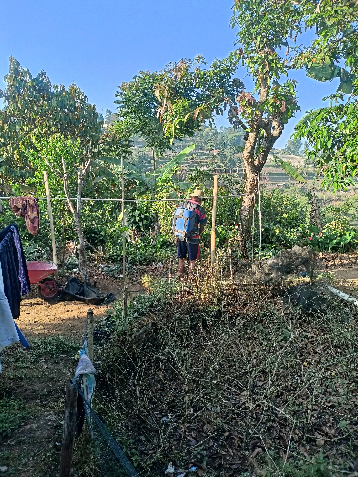 In Tugumukti, Indonesia, a person stands in a garden with a backpack sprayer, appearing to be tending to plants. The person, wearing a hat and shorts, is positioned between a clothesline with laundry and a tangle of dry brush. Behind them, lush vegetation and terraced hills rise under a clear blue sky, suggesting a rural or semi-rural setting. A red wheelbarrow is visible to the left, partially obscured by laundry. The scene is bathed in natural light, indicating it is daytime.