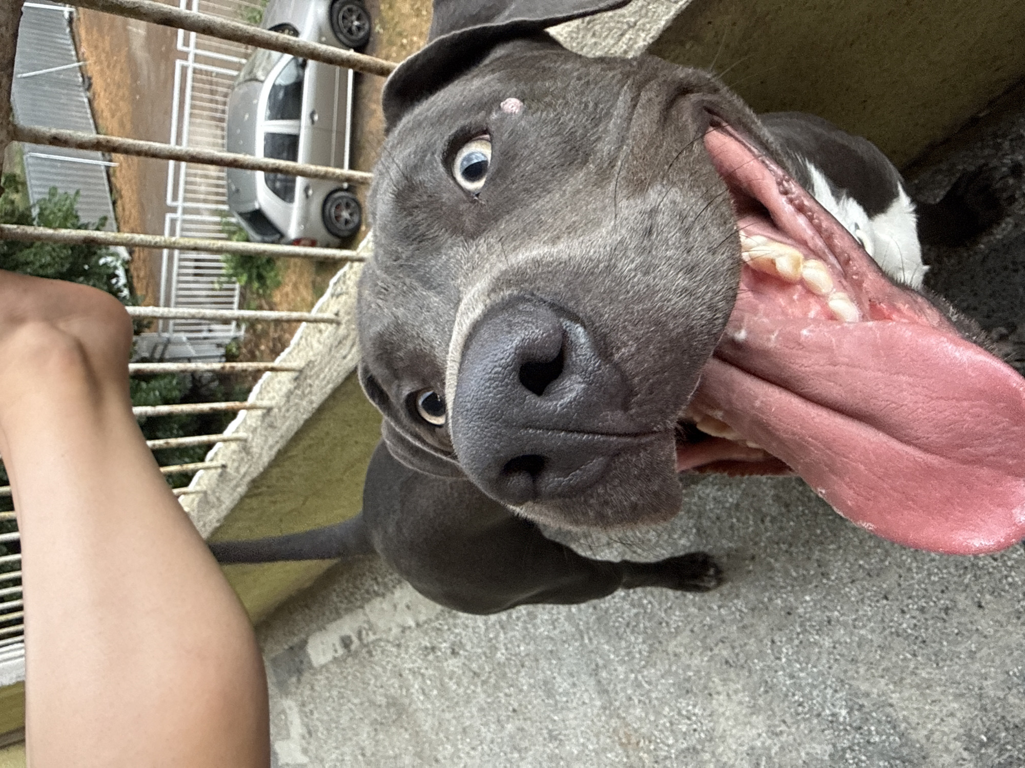 A close-up shot captures a grey dog with its mouth wide open and tongue lolling out, positioned on a balcony. A person's leg is visible at the top left of the frame. In the background, through a metal fence, a silver car is parked on a street. The ground appears to be a rough, grey textured surface, possibly concrete. The scene is likely set in Varna, Bulgaria, given the context provided.