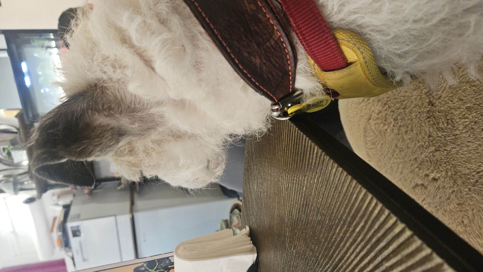 The image, taken in Andorra la Vella, Andorra, depicts a small to medium-sized white dog with wiry, curly fur, viewed from behind and slightly to the right. The dog has dark, folded ears and is wearing a dark brown leather collar with visible orange stitching. Attached to the collar is a silver ring from which a small yellow tag hangs. A red fabric strap and a yellow fabric element are also visible around the dog's neck, likely part of a harness or a second collar. The dog is sitting next to a dark, horizontally ridged wooden table or counter. On the far left of the table, a stack of white folded paper napkins is visible. The background shows an indoor environment with bright overhead lighting. To the left, a stack of white kitchen appliances, possibly a refrigerator with another unit on top, is present. To the right, a dark-framed screen or monitor displaying colorful lights and graphics can be seen. No people are visible in the scene.