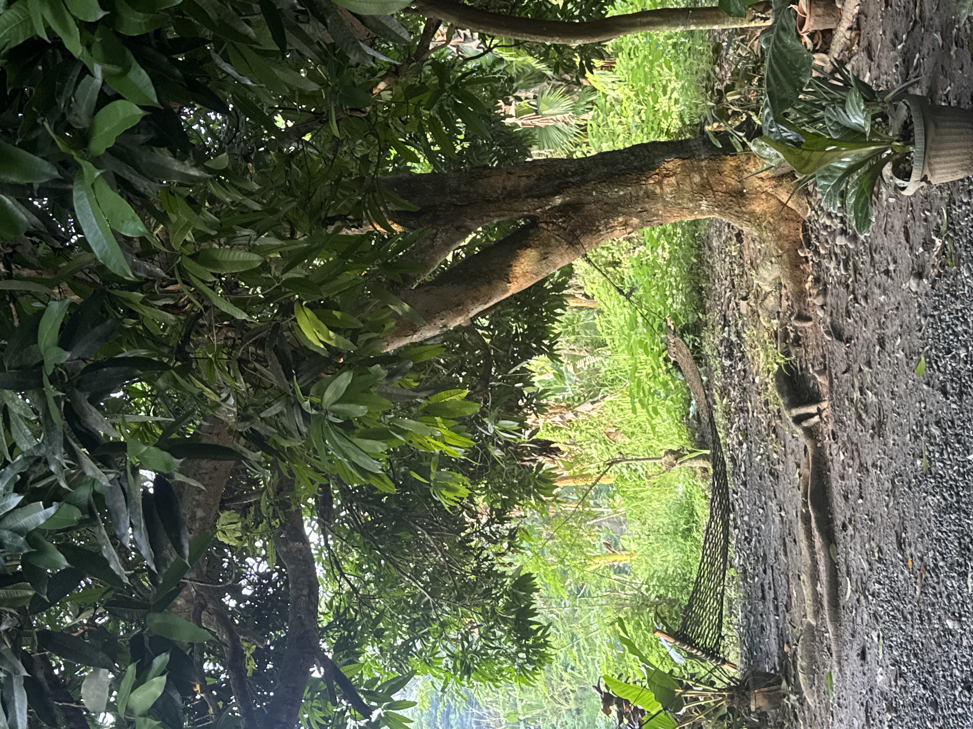 The image displays an outdoor, verdant setting located in Carmen, Philippines. A large, mature tree with a thick, textured brown trunk and significant exposed roots dominates the right side of the frame. Portions of the tree trunk are illuminated by direct sunlight, while the extensive canopy above, composed of numerous large, ovate green leaves, creates dappled light patterns on the ground.
In the mid-ground to the left, a black mesh hammock is suspended low to the ground, its ends secured out of frame or to obscured anchor points. The ground surface directly beneath and surrounding the tree consists of dark earth, scattered small dark gray pebbles, and prominent, gnarled tree roots. A potted plant with broad green leaves, possibly an aroid, is positioned in the immediate lower right foreground, resting on the gravelly ground. Another large-leaved plant in a pot is partially visible near the left end of the hammock.
The background features dense, bright green tropical foliage, including smaller trees and undergrowth, indicating a lush, natural environment. No human figures or discernible activities are present, rendering the scene static.