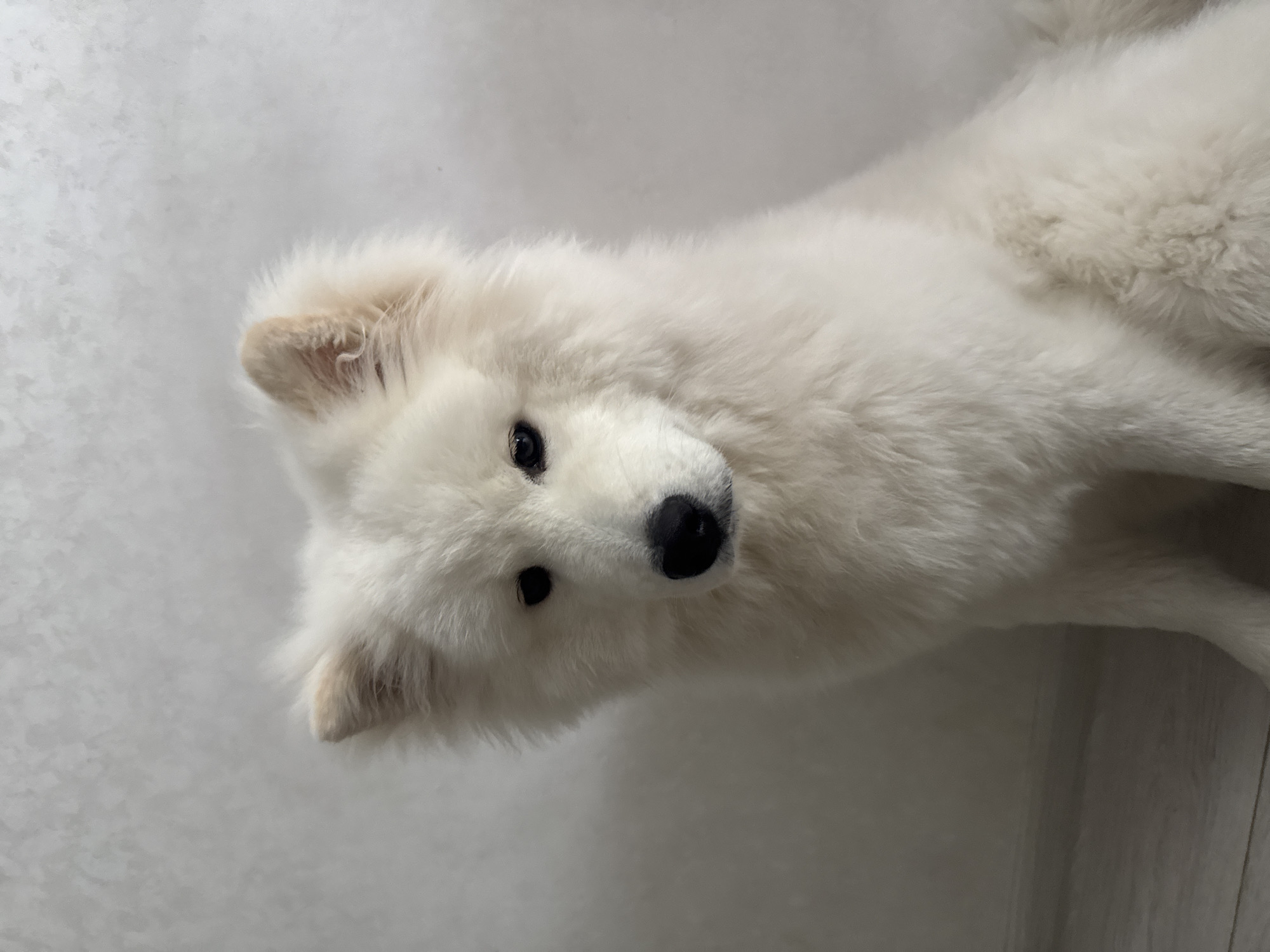 A young Samoyed-type dog is depicted sitting upright, filling the central and lower portion of the frame. The dog possesses a thick, white double coat, with some slight yellowish or tan discoloration visible on the interior fur of its erect, pointed ears and a faint similar patch on its left flank. It has dark, almond-shaped eyes and a prominent black nose. The dog is facing slightly towards the viewer's left, with its head tilted slightly down, gazing forward. The background consists of a plain, light-colored (off-white or light grey) wall, exhibiting a subtle, mottled texture. A segment of light-colored flooring, possibly wood laminate or planks, is visible in the lower-left corner of the frame. The scene is evenly lit, casting no harsh shadows.