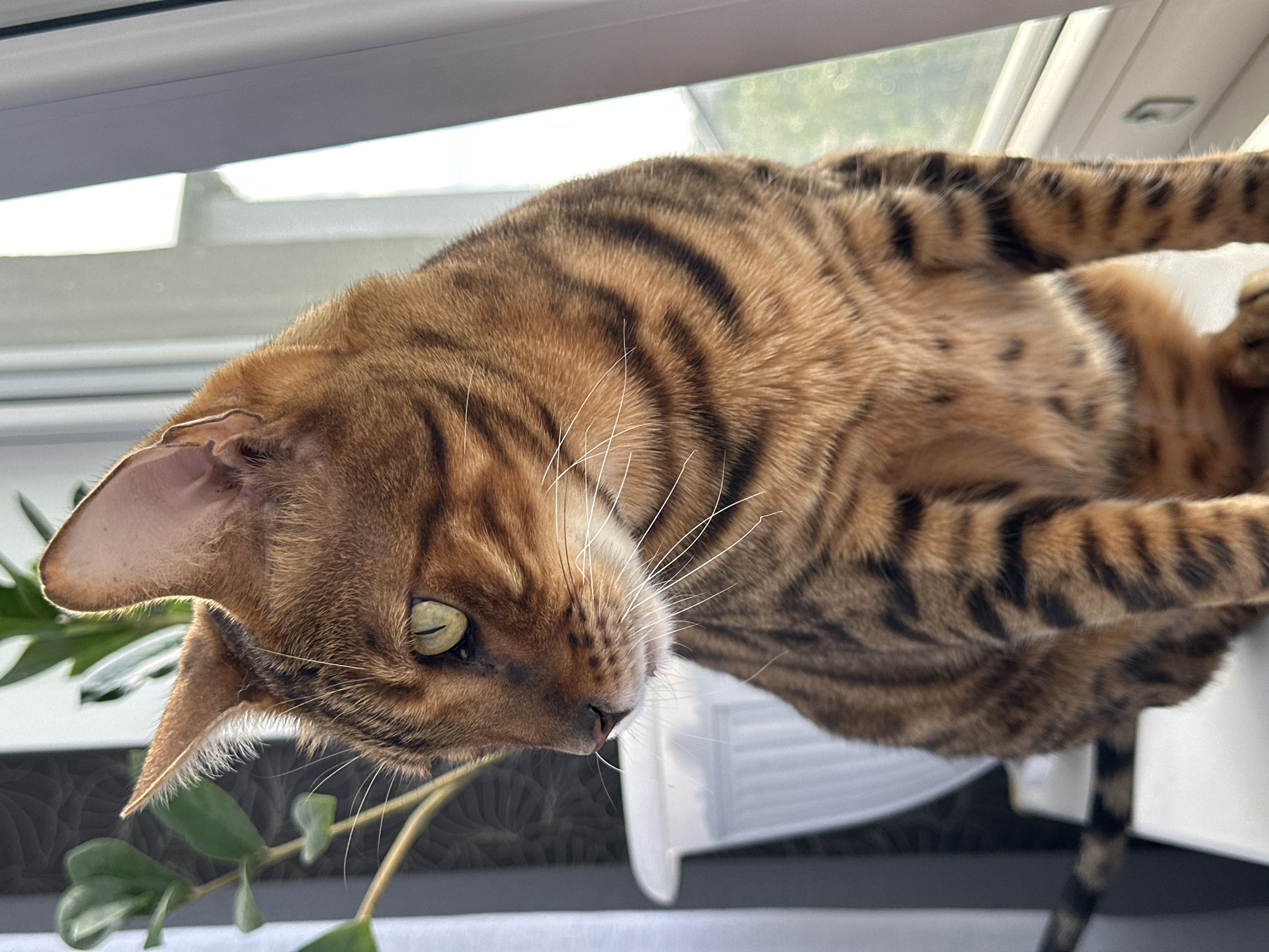 A Bengal cat with brown and black tabby markings is sitting on a windowsill, looking to the left. The cat has green eyes and white whiskers. Behind the cat, a green plant is visible in a white pot. The windowsill is white, and a window is to the right of the cat, showing an outdoor scene with trees and sky. The scene appears to be indoors, with soft lighting. The image was taken in the city of Energetik, Russia.