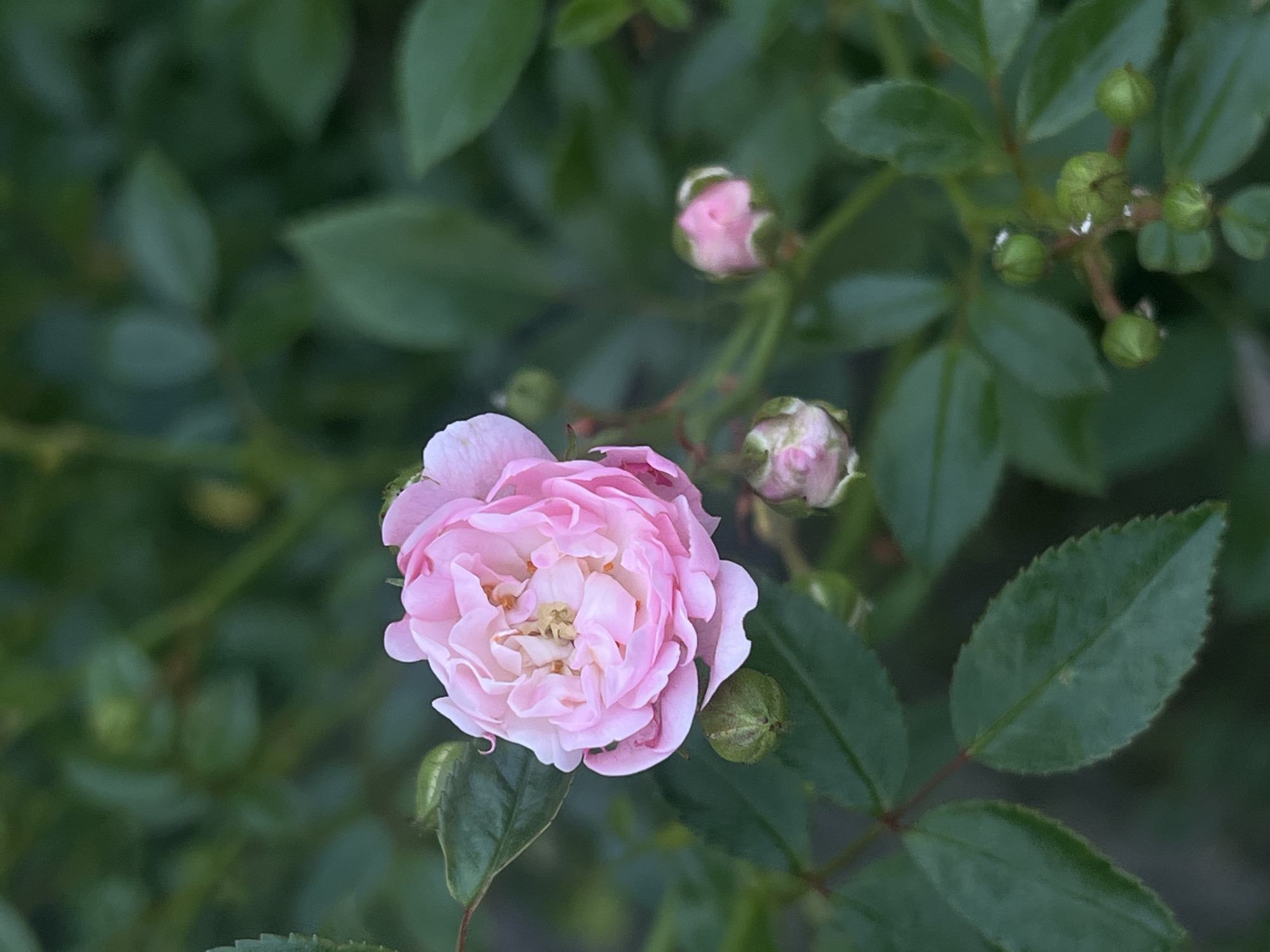 The image shows a close-up of a pink rose in bloom, surrounded by dark green leaves and rose hips. The rose has many delicate petals, with a lighter pink center. Several unopened rose buds are also visible, some tinged with pink and others green. The overall impression is of a natural, outdoor setting, likely a garden. The lighting appears to be soft, suggesting it might be a cloudy day or late afternoon. There are no people or text visible in the image. The focus is entirely on the details of the rose plant.