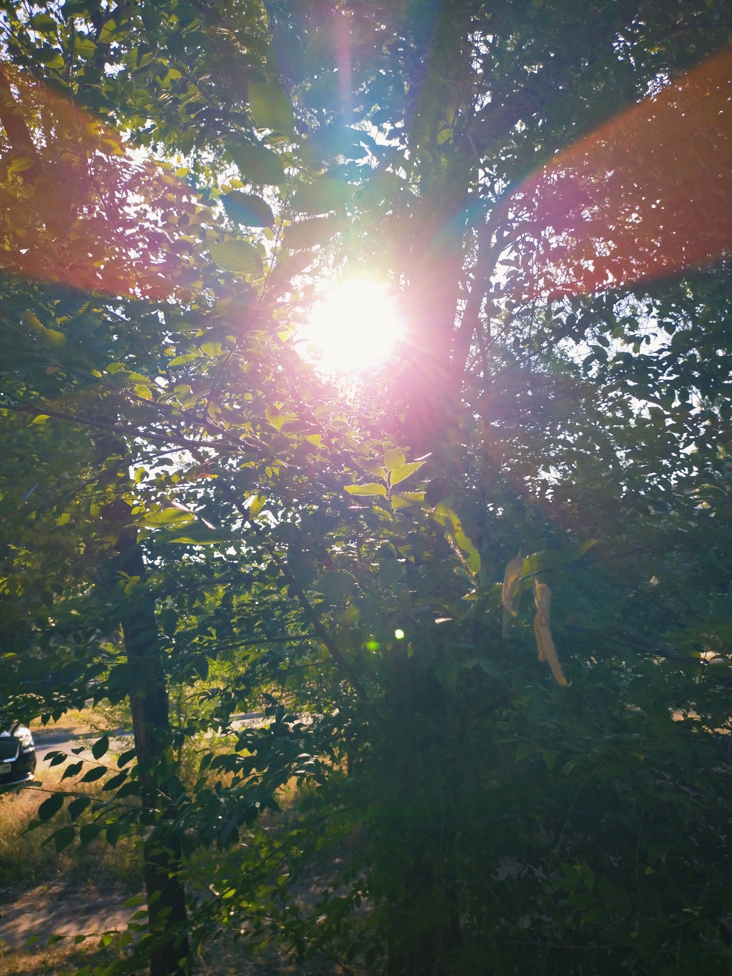 The image captures a sunlit view through dense green foliage in Horishni Plavni, Ukraine. The sun is bright and positioned centrally, casting lens flares and beams of light across the scene. The leaves are vibrant green, with some parts of the trees silhouetted against the bright sky. In the lower left quadrant, a portion of a dark-colored vehicle, likely a car, is visible parked on a dirt or gravel area. The surrounding environment appears to be a natural or semi-natural area with trees and vegetation, possibly a park or the outskirts of the city. The overall impression is one of a bright, sunny day, with the sun's intensity creating a dynamic visual effect through the leaves.
